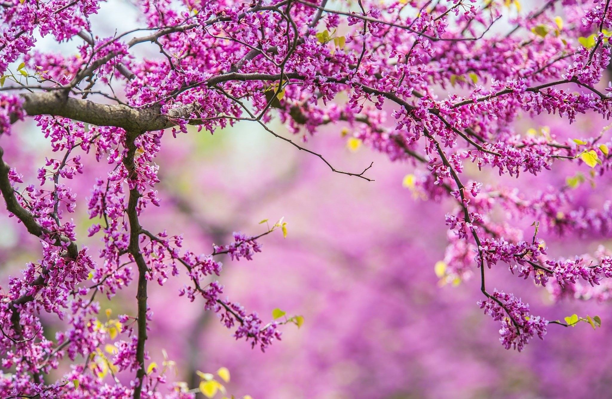 Amazing Trees, splendor, Amazing, HD Landscape Image, Tree, Branches, Samsung, Spring, Flowers, Spring, HD Flower Image, Nature. Full HD Wallpaper