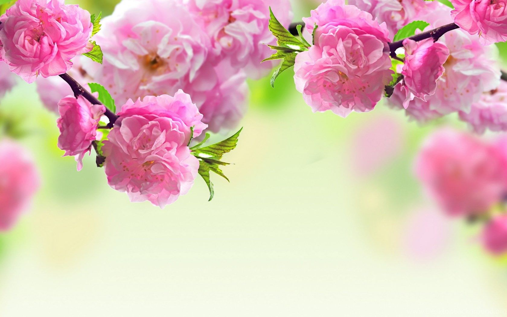 Spring Flowers Wallpaper Flower Wallpaper Background HD Desktop. Desktop Background