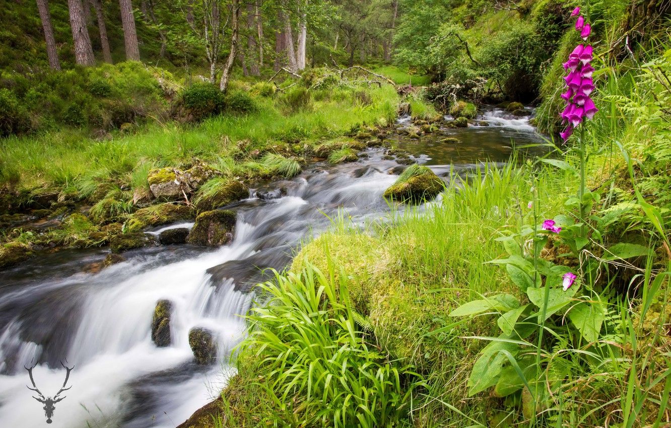 Wallpaper greens, forest, summer, grass, trees, flowers, stream, stones, moss, Scotland, Cairngorms National Park image for desktop, section природа