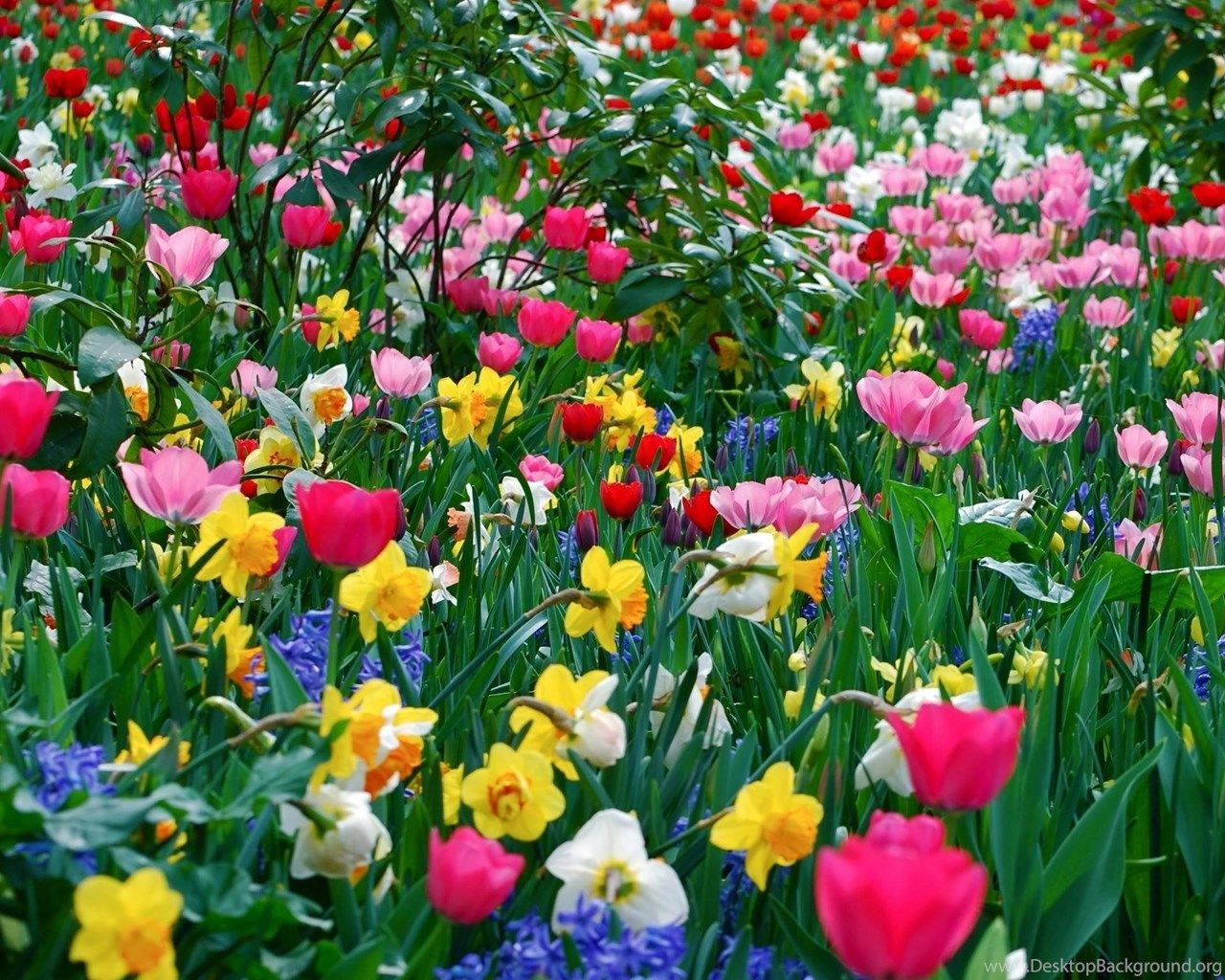 HD Spring Flower Wallpapers - Wallpaper Cave