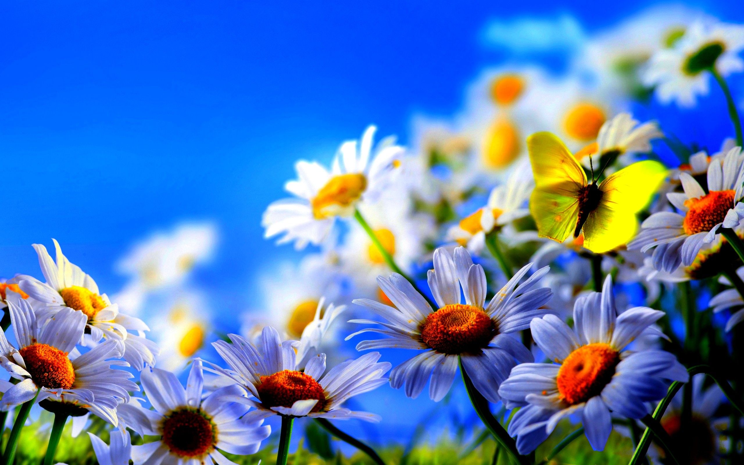Spring Flower Desktop Background