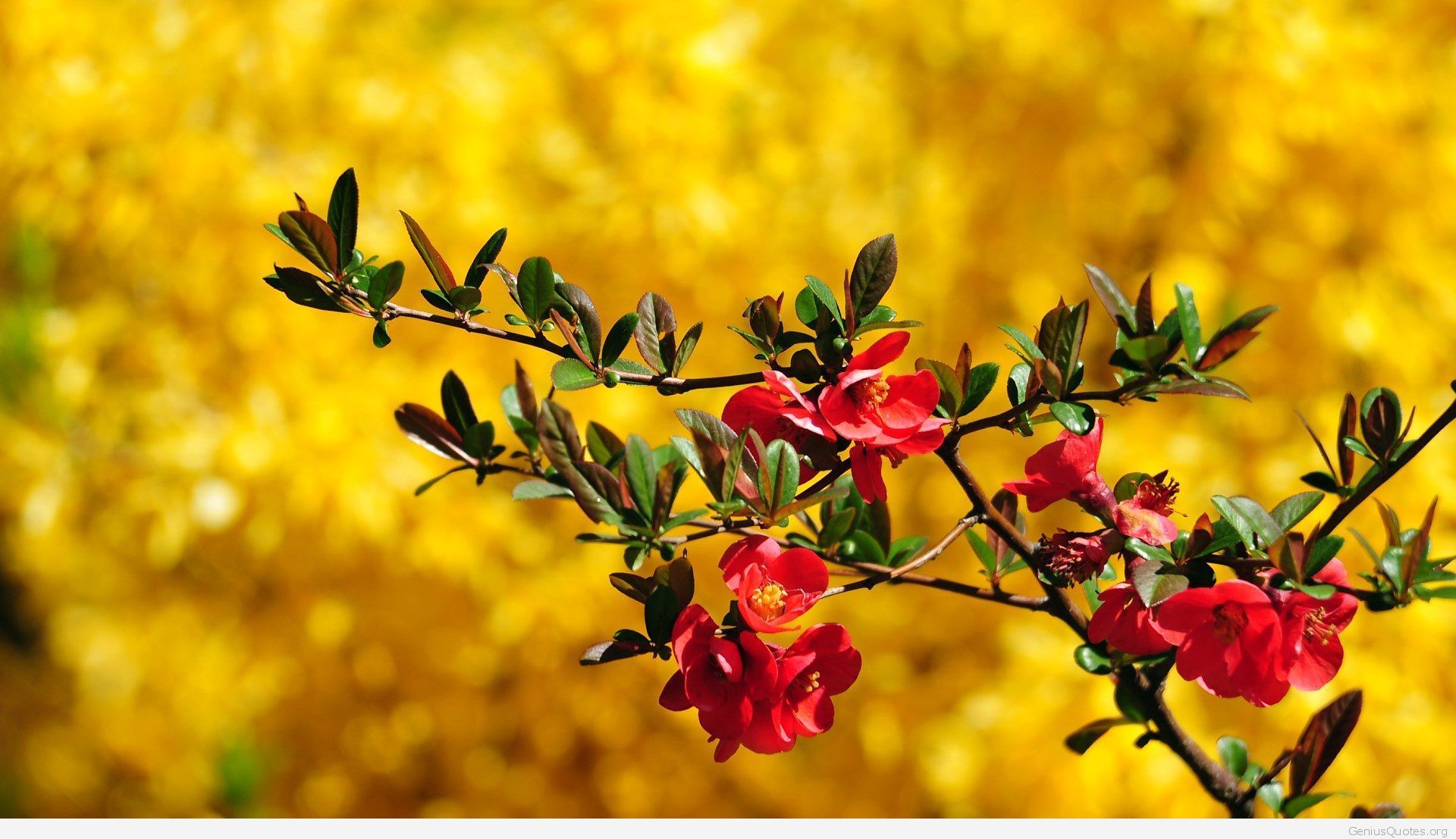 Awesome Spring Flowers Wallpaper Quote Desktop Background HD