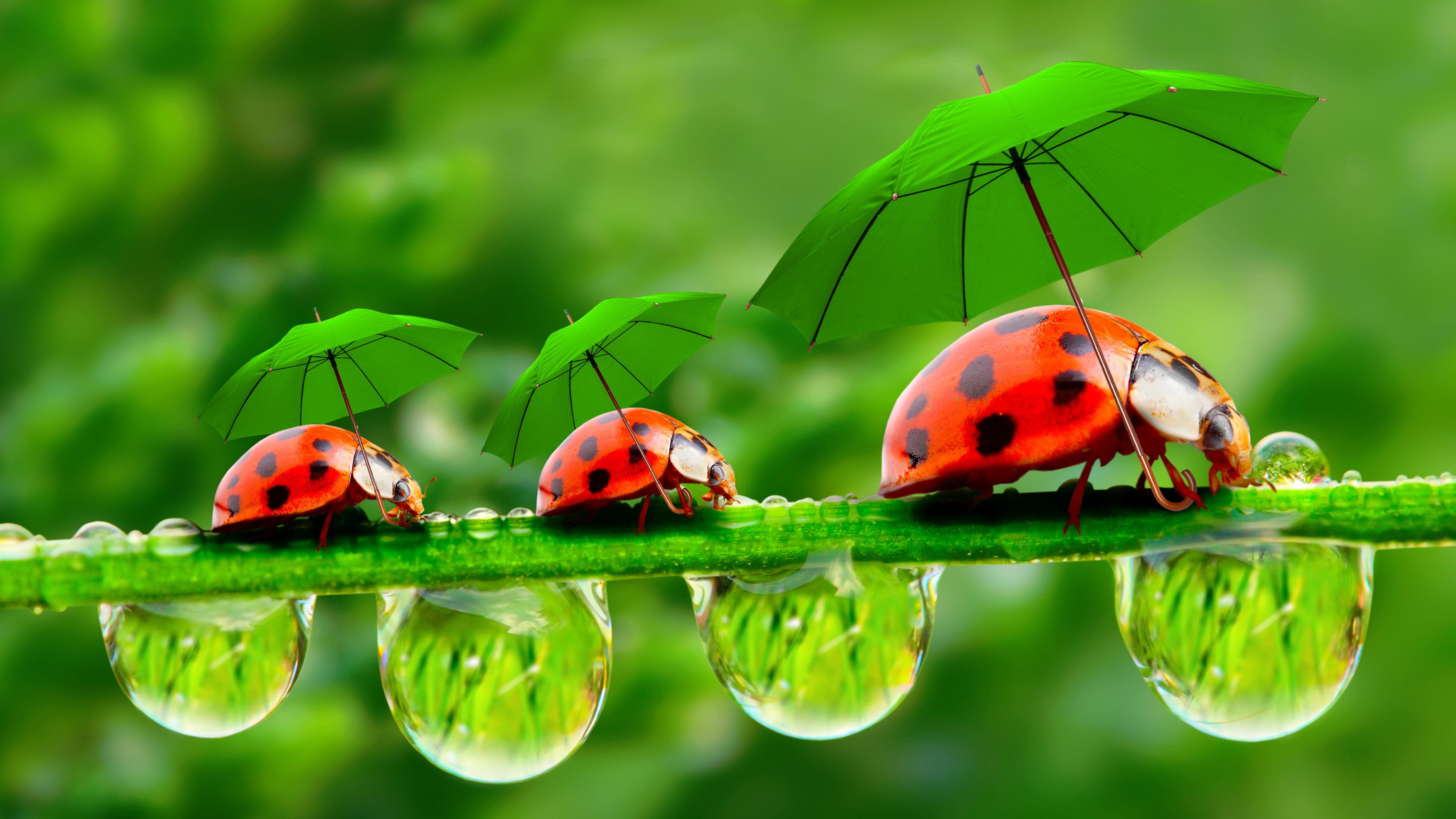 Wallpaper ladybug, red, green, grass, Umbrella, Animals