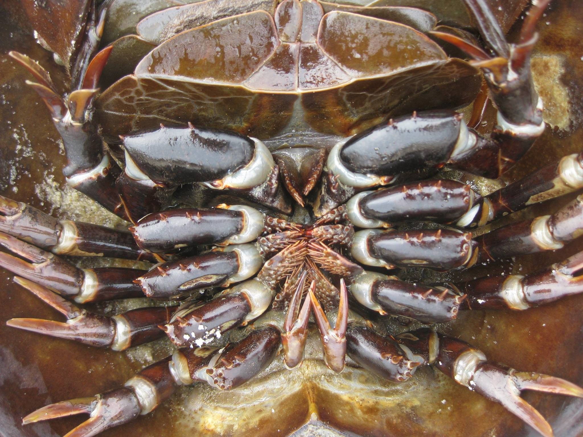Six Reasons Horseshoe Crabs are Better Lovers than You. by U.S. Fish and Wildlife Service. Updates from the U.S. Fish and Wildlife Service