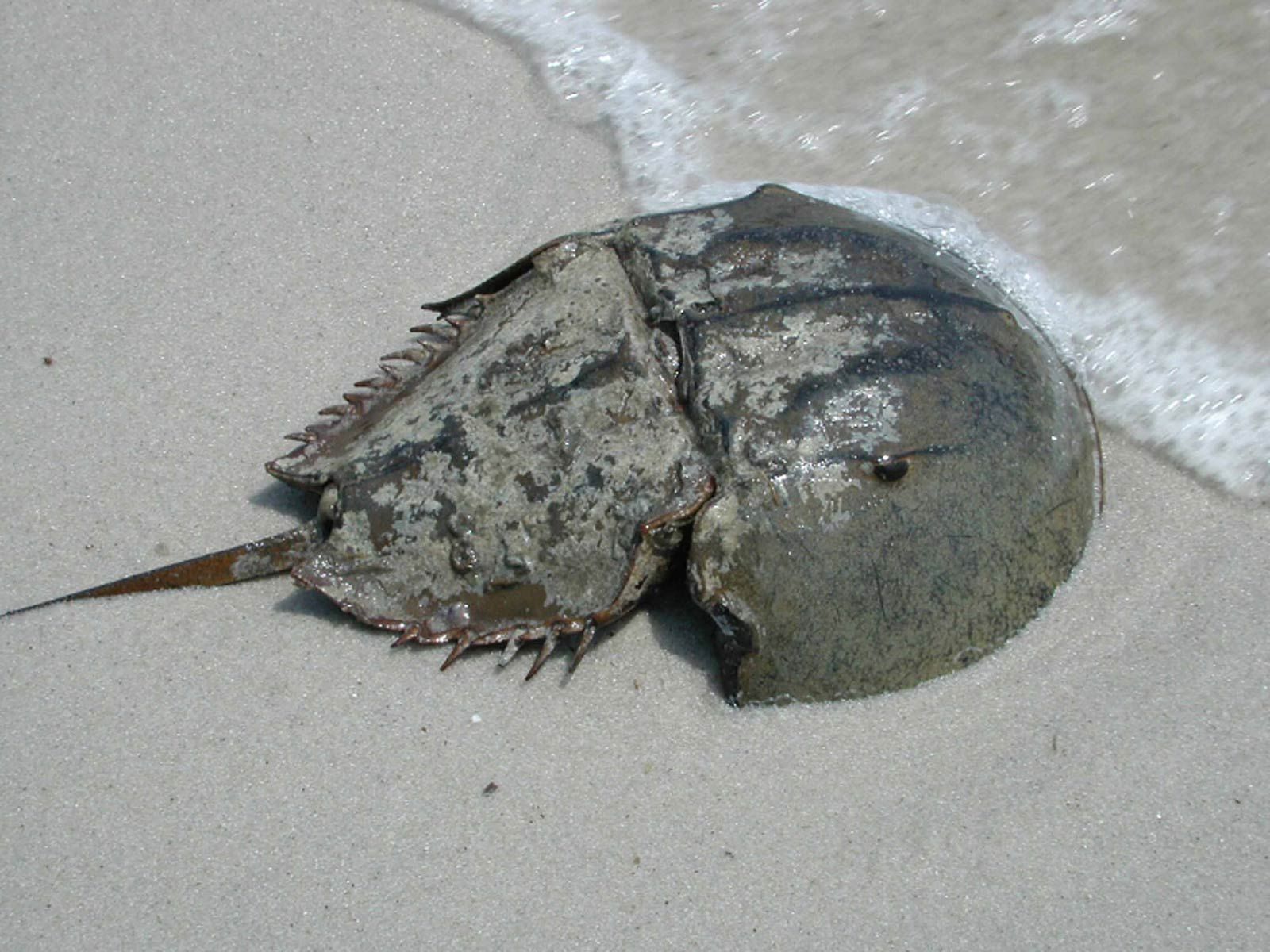 Atlantic Horseshoe Crab Wallpapers - Wallpaper Cave