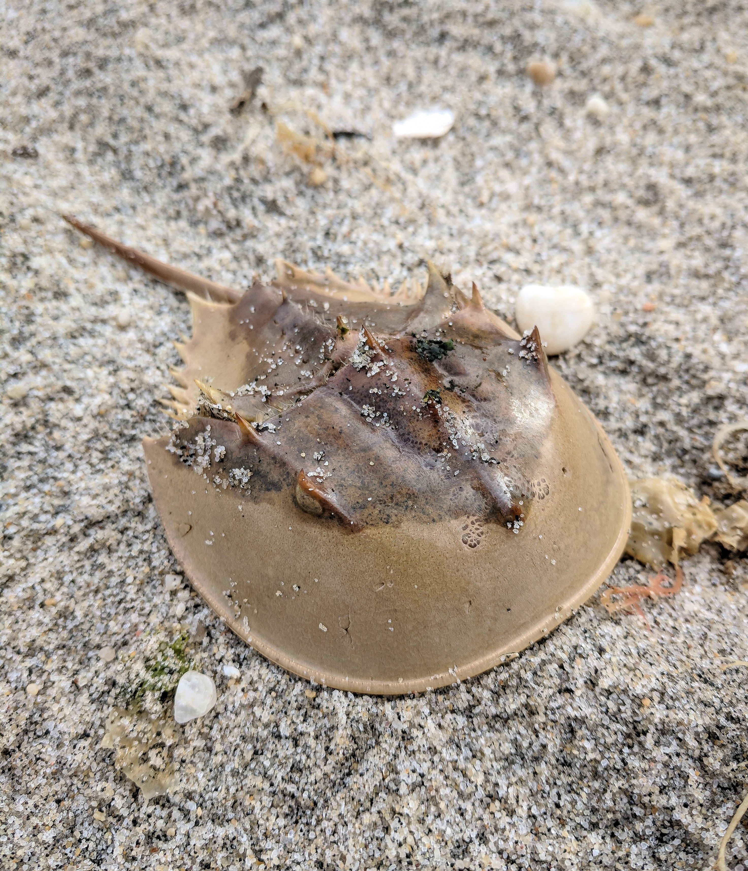 Northeast Coastal and Barrier Network Species Spotlight: Atlantic Horseshoe Crab (U.S. National Park Service)