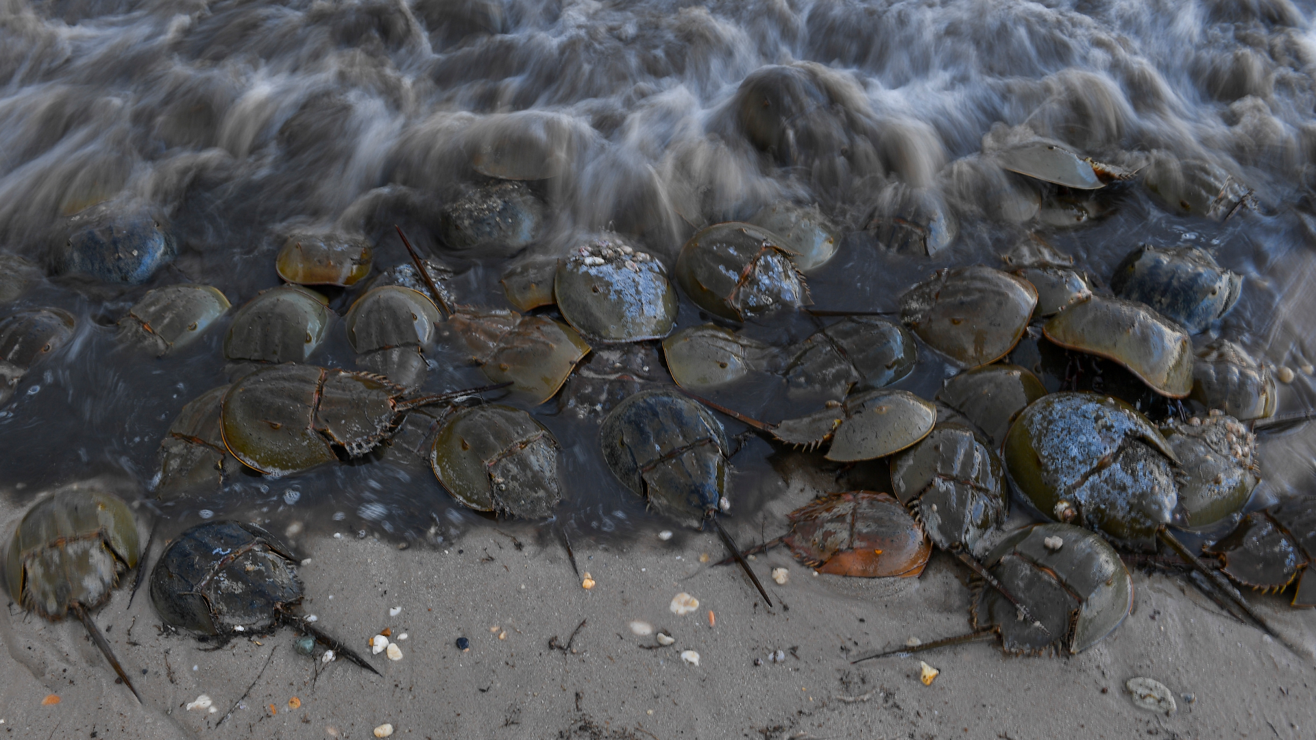 Millions of horseshoe crabs spawn on the shores of Delaware Bay each year. Here's how to see them. Washington Post