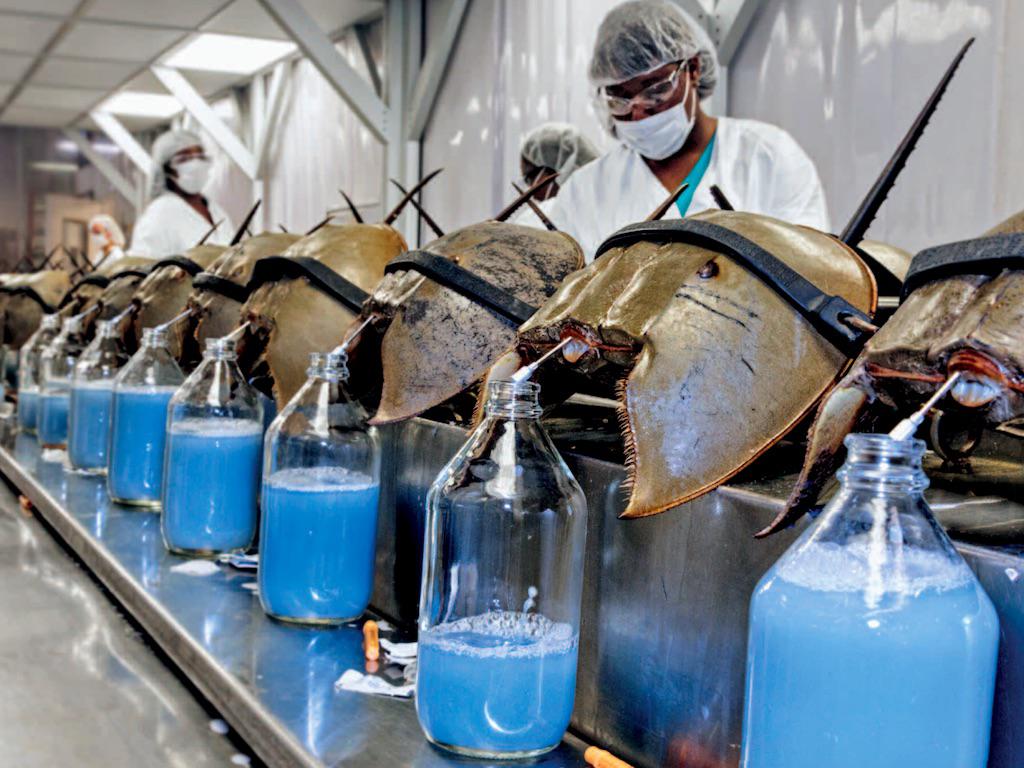 Atlantic Horseshoe Crabs have a milky blue blood. Each year, millions of crabs are captured, bled and released. The blood is used in almost all pharmaceutical vaccines, one of which being a