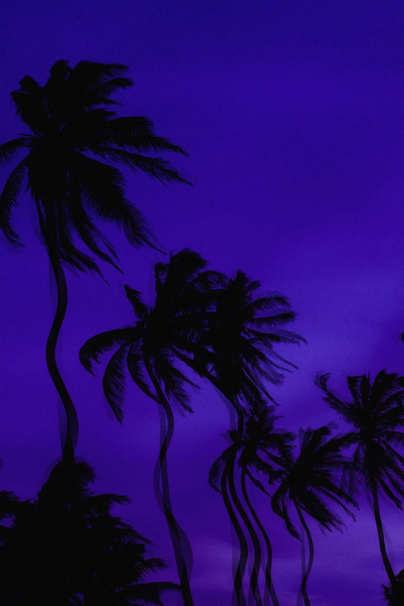 Wallpaper Day. trees, illusion, dark, palm, distortion for HD, 4K Wallpaperday for Desktop, Mobile Phones free download. Wallpaper, Illusions, Palm trees