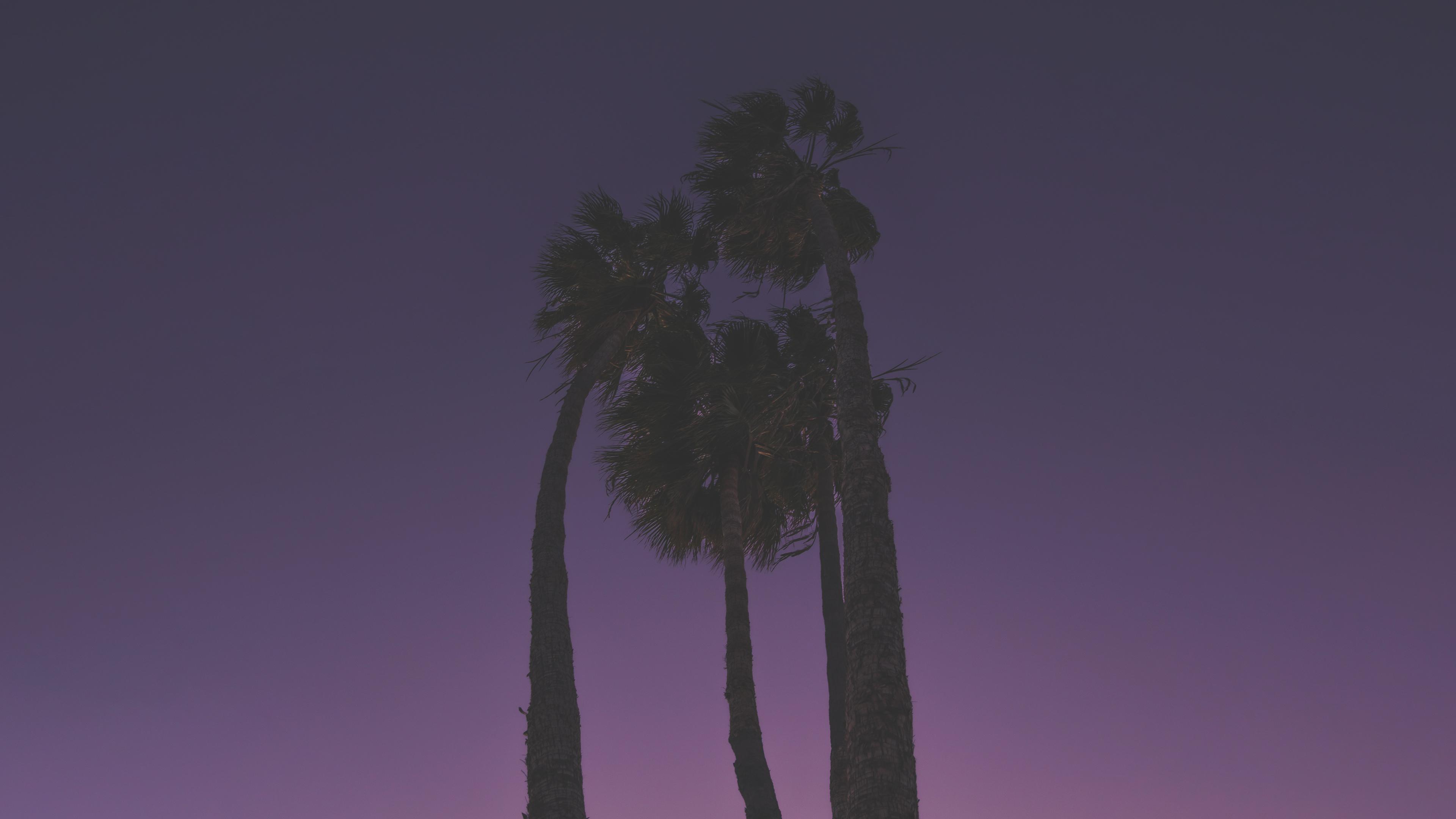 Palm 4K wallpaper for your desktop or mobile screen free and easy to download