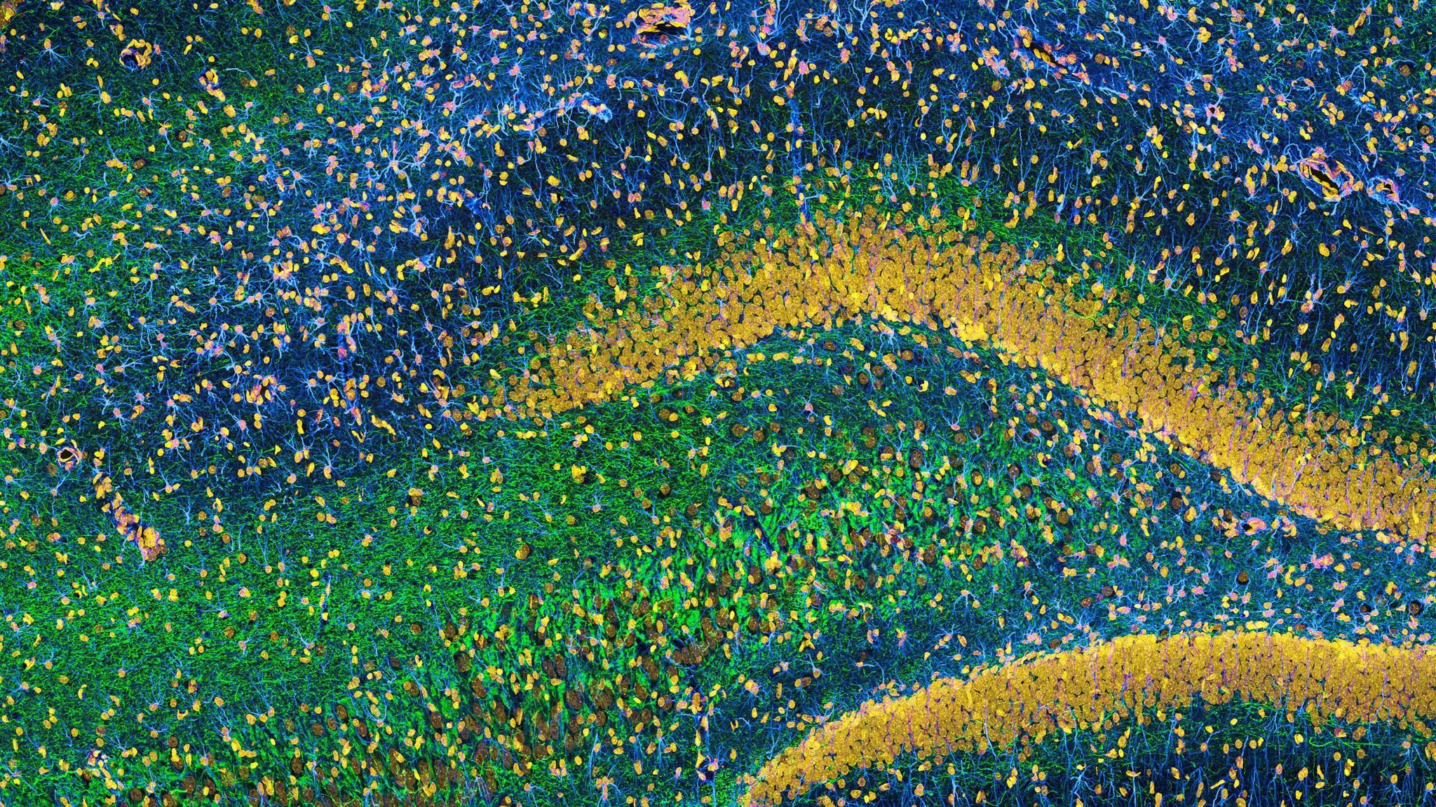 Hippocampus Wallpaper. Hippocampus Wallpaper