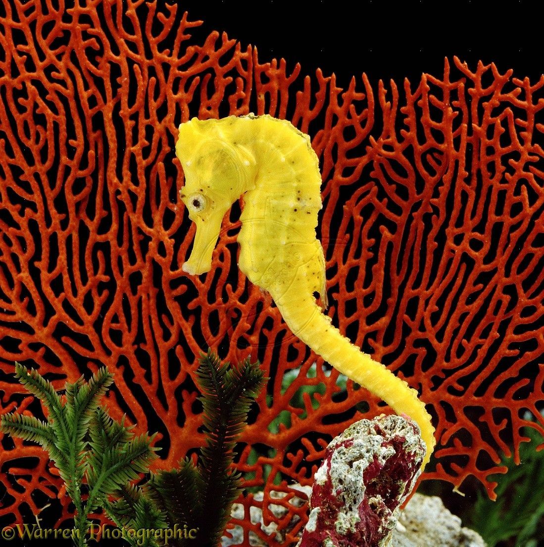 seahorse sea, Seahorse, Tropical fish