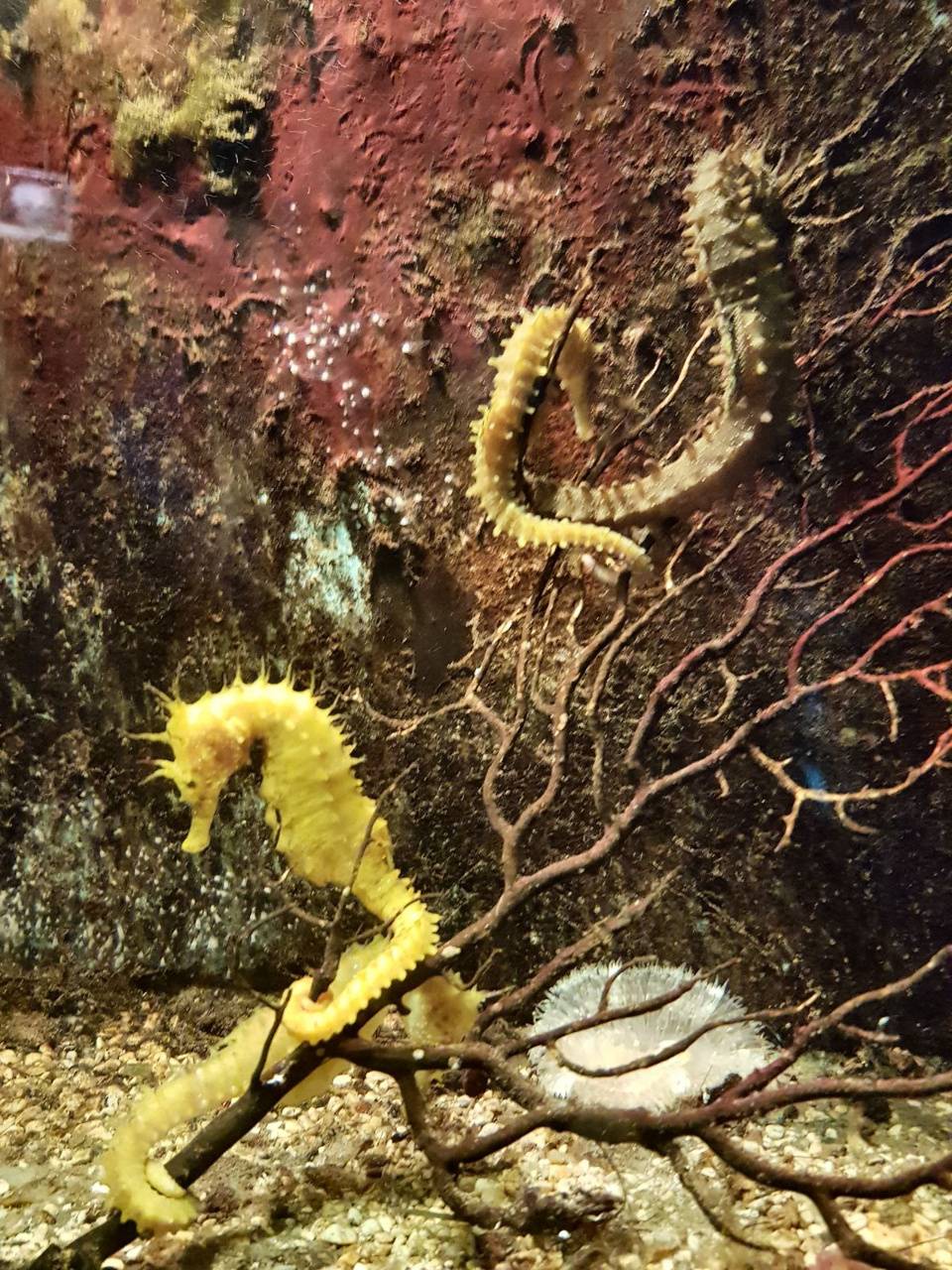 Download Hippocampus Wallpaper HD