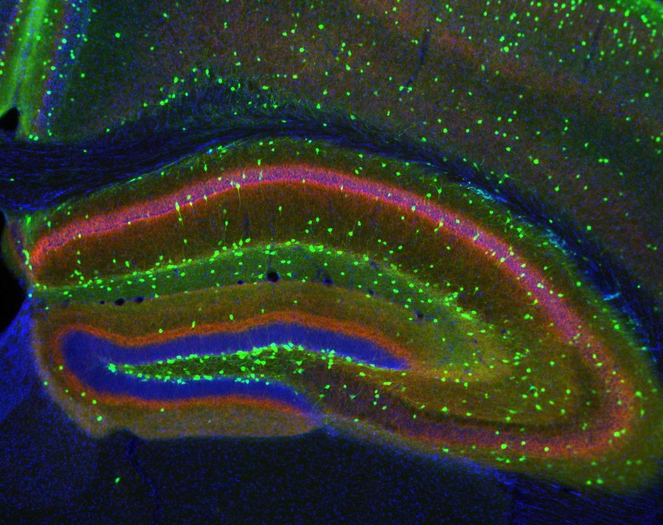 NIF. Inside NIF: Cell Image Library Wallpaper!