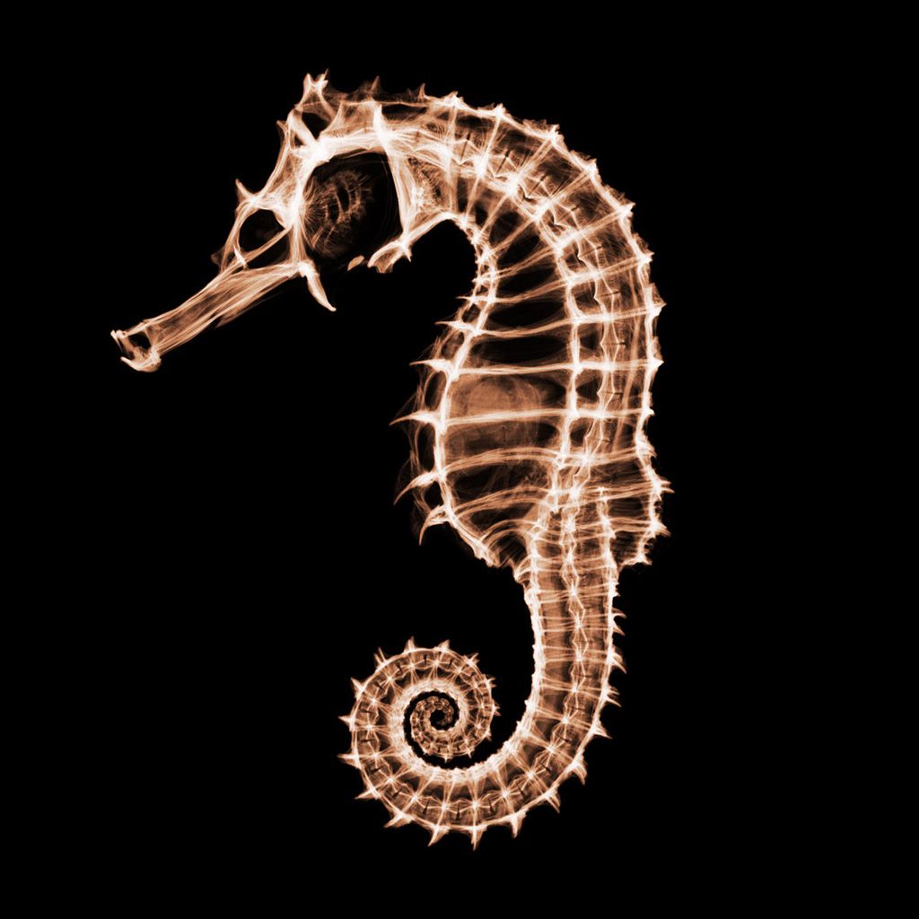 Free download ray hippocampus iPad Background Best iPad Wallpaper [1024x1024] for your Desktop, Mobile & Tablet. Explore Hippocampus Wallpaper. Hippocampus Wallpaper