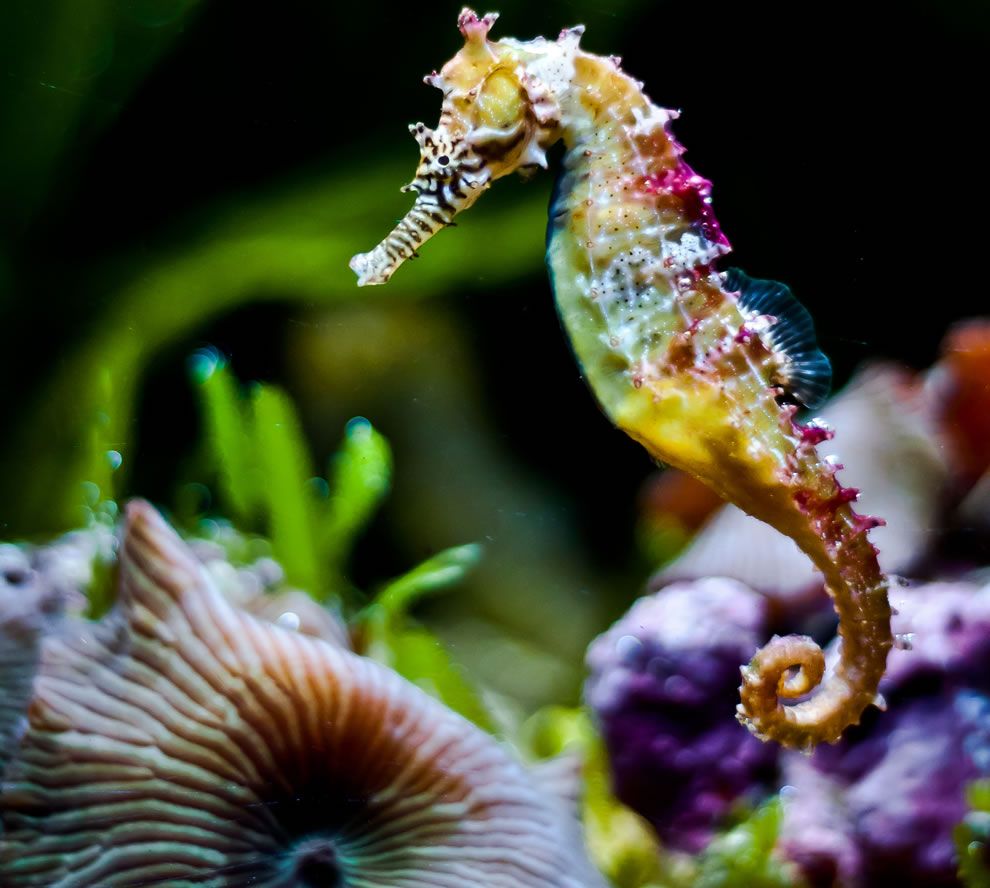 Spectacular Seahorses and Seadragons [PICS]