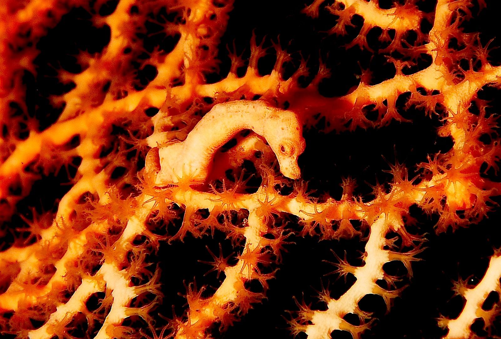 Denise's pygmy seahorse