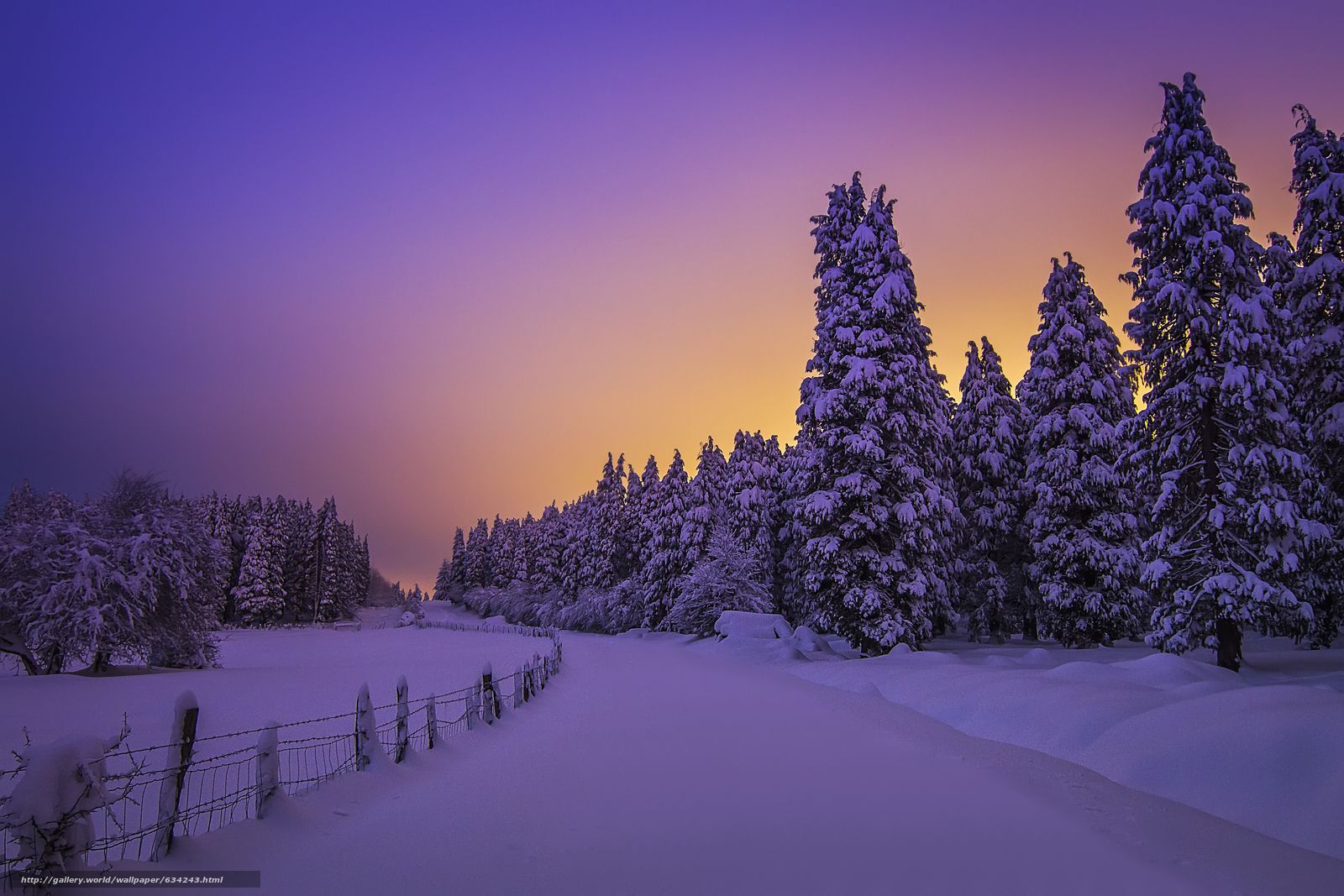 Download wallpaper Snowy Night Lights, Otzarreta Forest, Basque Country, Spain free desktop wallpaper in the resolution 4962x3308