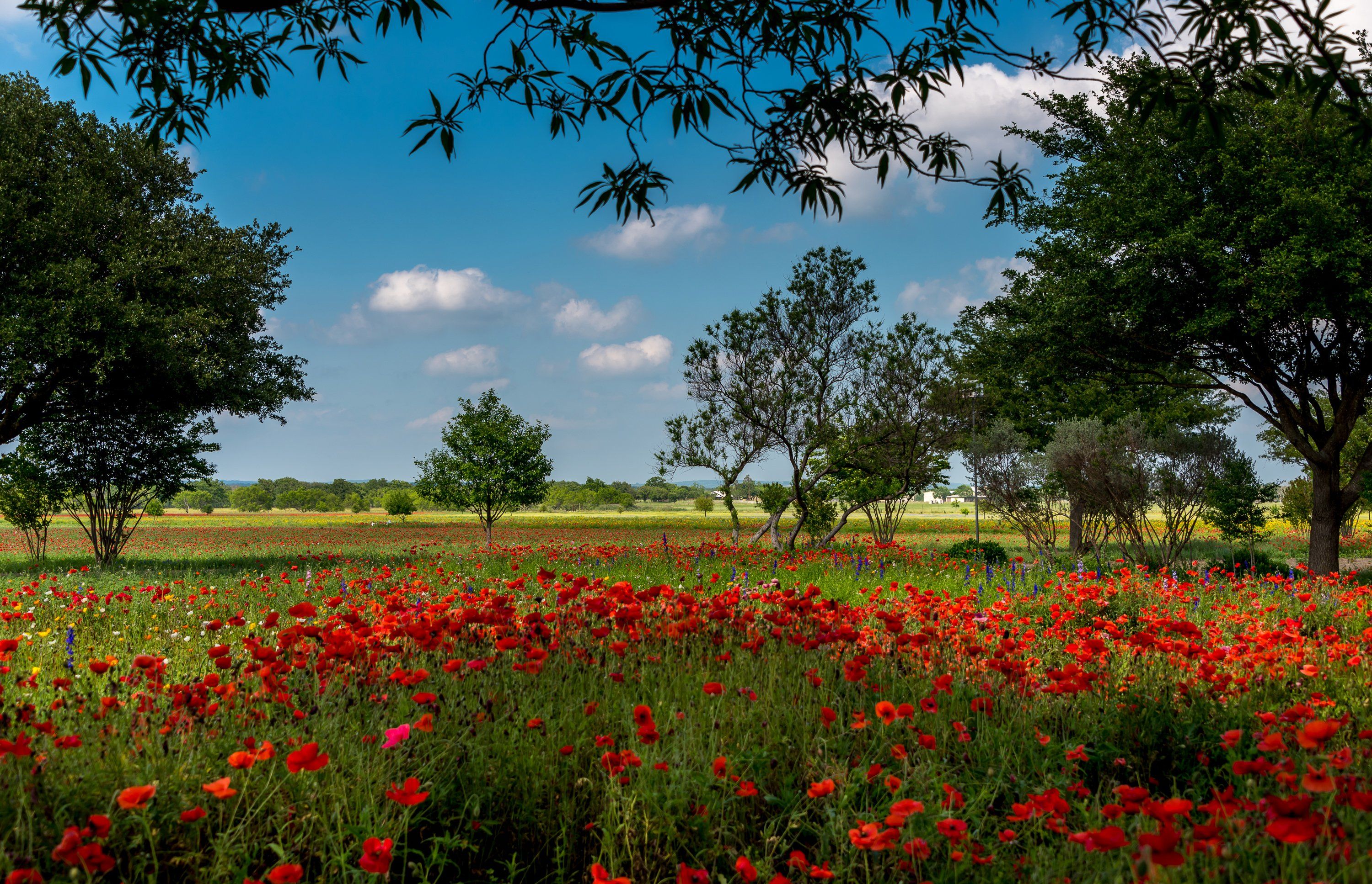 usa, Summer, Fields, Poppies, Trees, Texas, Austin, Nature, Wallpaper Wallpaper HD / Desktop and Mobile Background