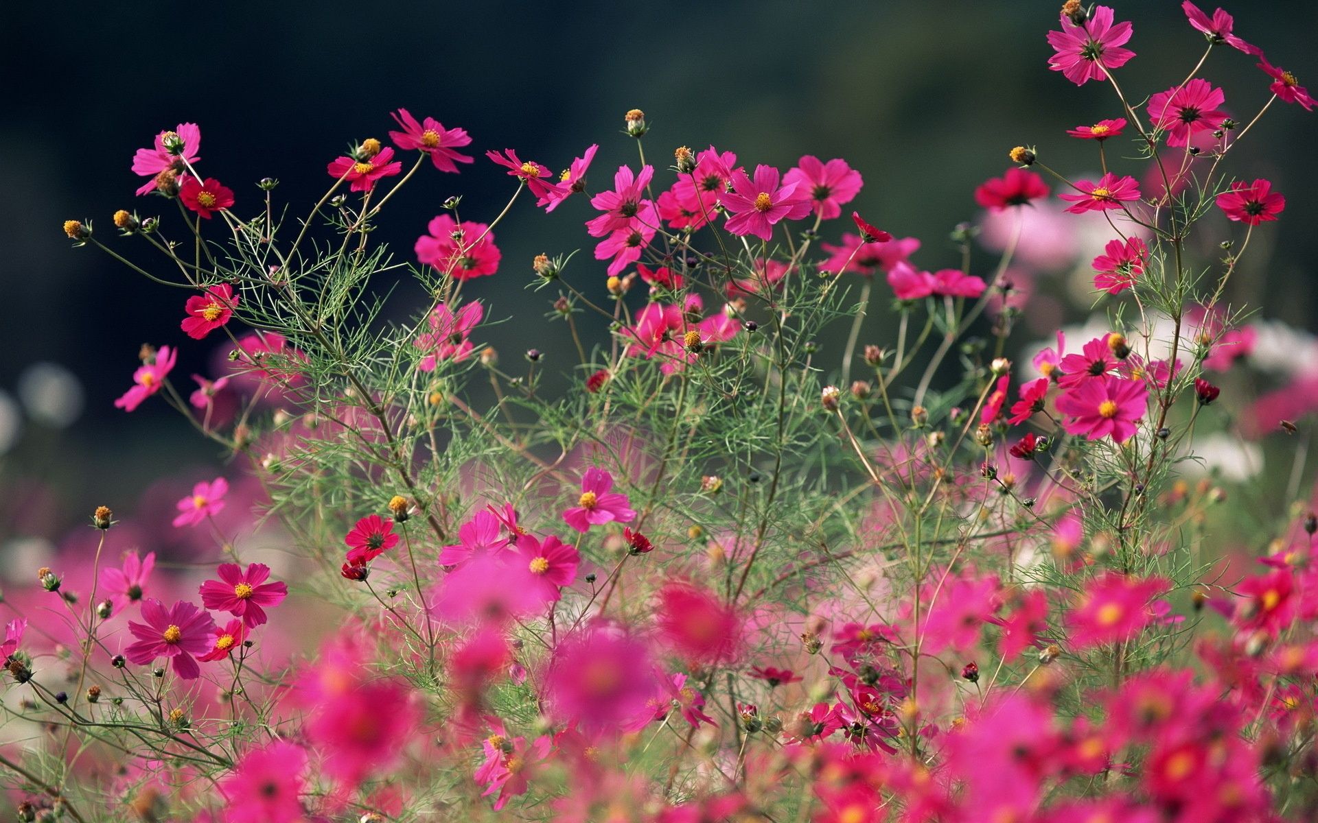 Free photo: Beautiful summer flower, Blossom, Bush