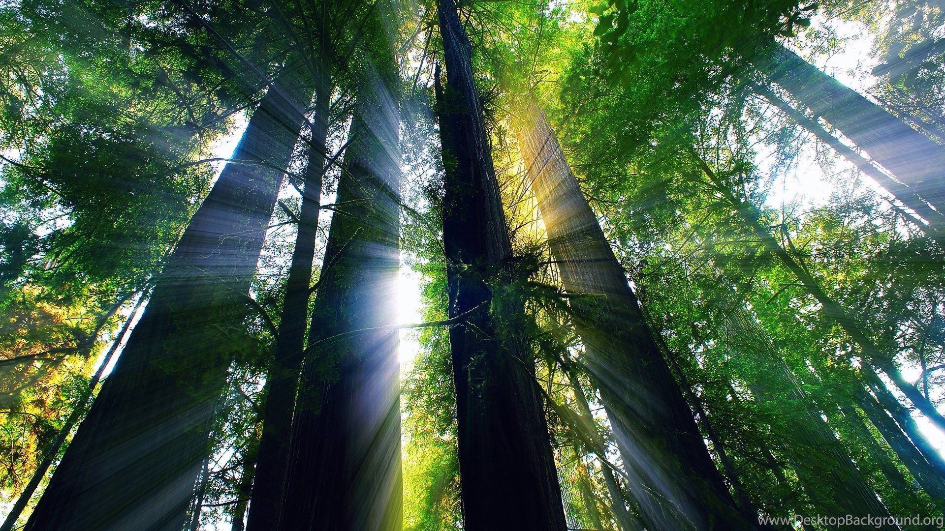 USA, California, Summer Forest, Trees, Sun Rays Wallpaper. Desktop Background