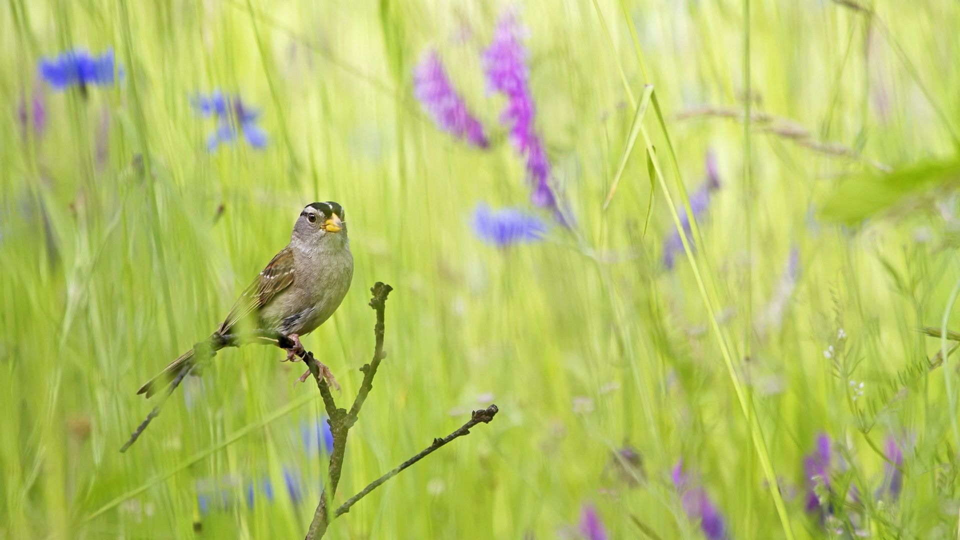 Wallpaper Summer bird in the grass 1920x1200 HD Picture, Image
