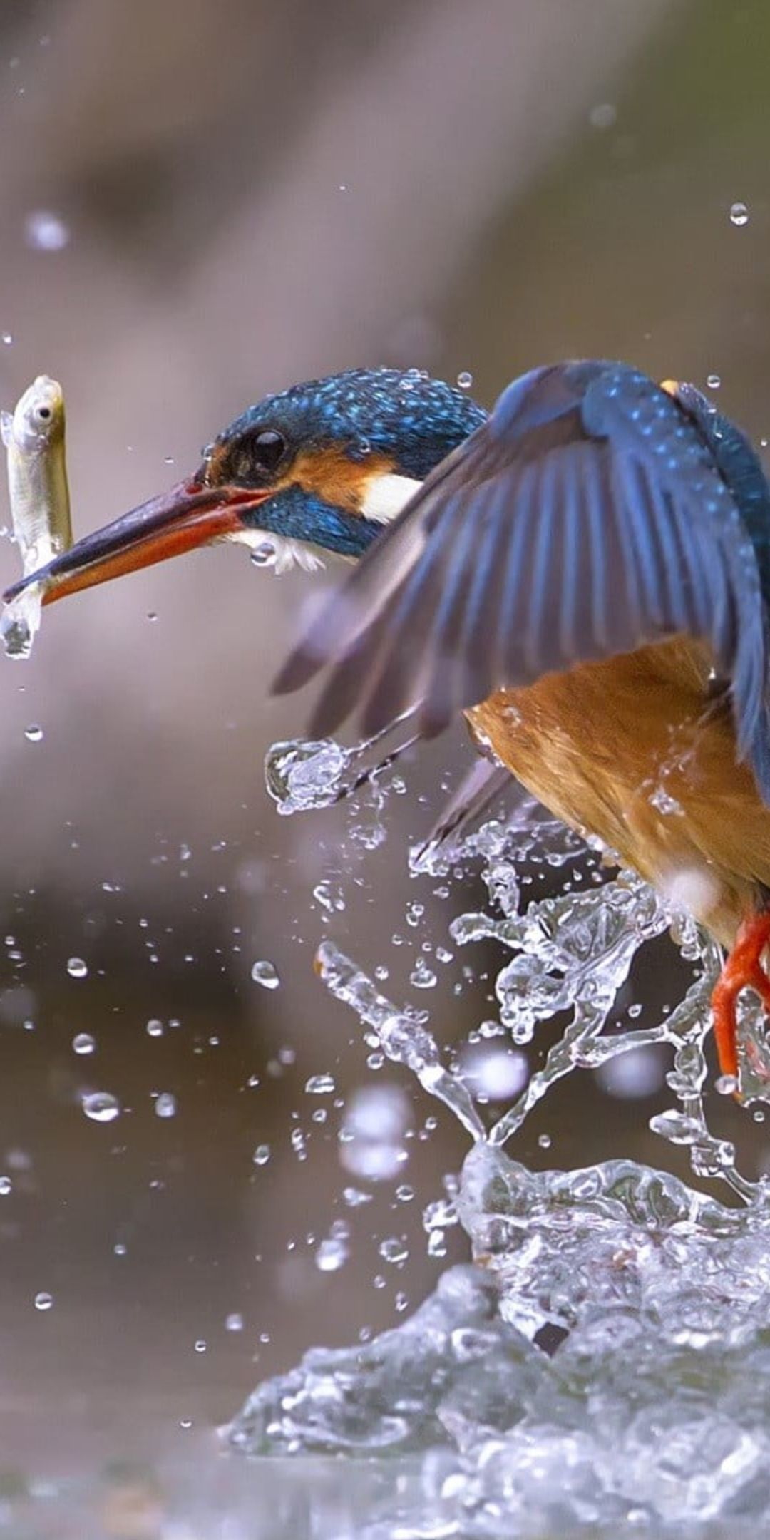 Kingfisher, bird, fishing, water splashes wallpaper. Bird, Bird wallpaper, Kingfisher