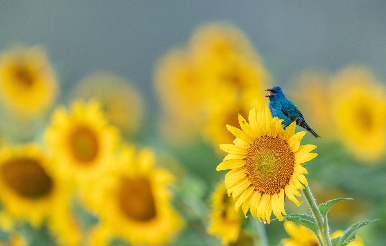 Wallpaper field, summer, sunflowers, flowers, bird, glade, beak, yellow, bird, sitting, blue, a lot, sunflower, blue, bokeh, blurred background image for desktop, section животные