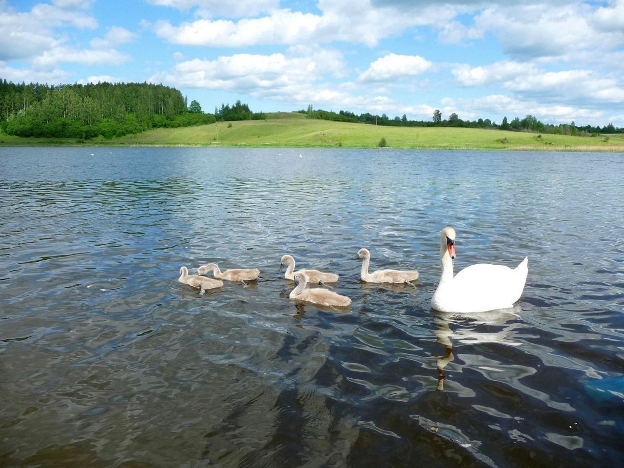 Download wallpaper 1280x960 swan, river, summer, bird standard 4:3 HD background