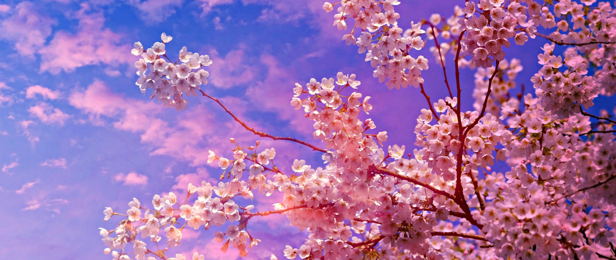 Cherry Blossom Tree 4k 5k 2560x1080 Resolution HD 4k Wallpaper, Image, Background, Photo and Picture