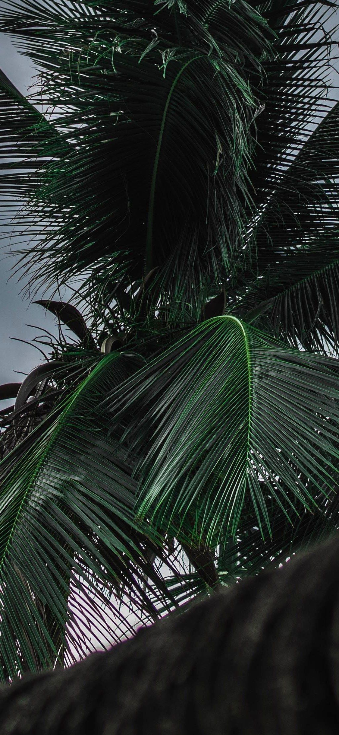 Best iPhone X Wallpaper Palm tree tropical HD Free Download Wallpaper 4K of Wallpaper for Andriod