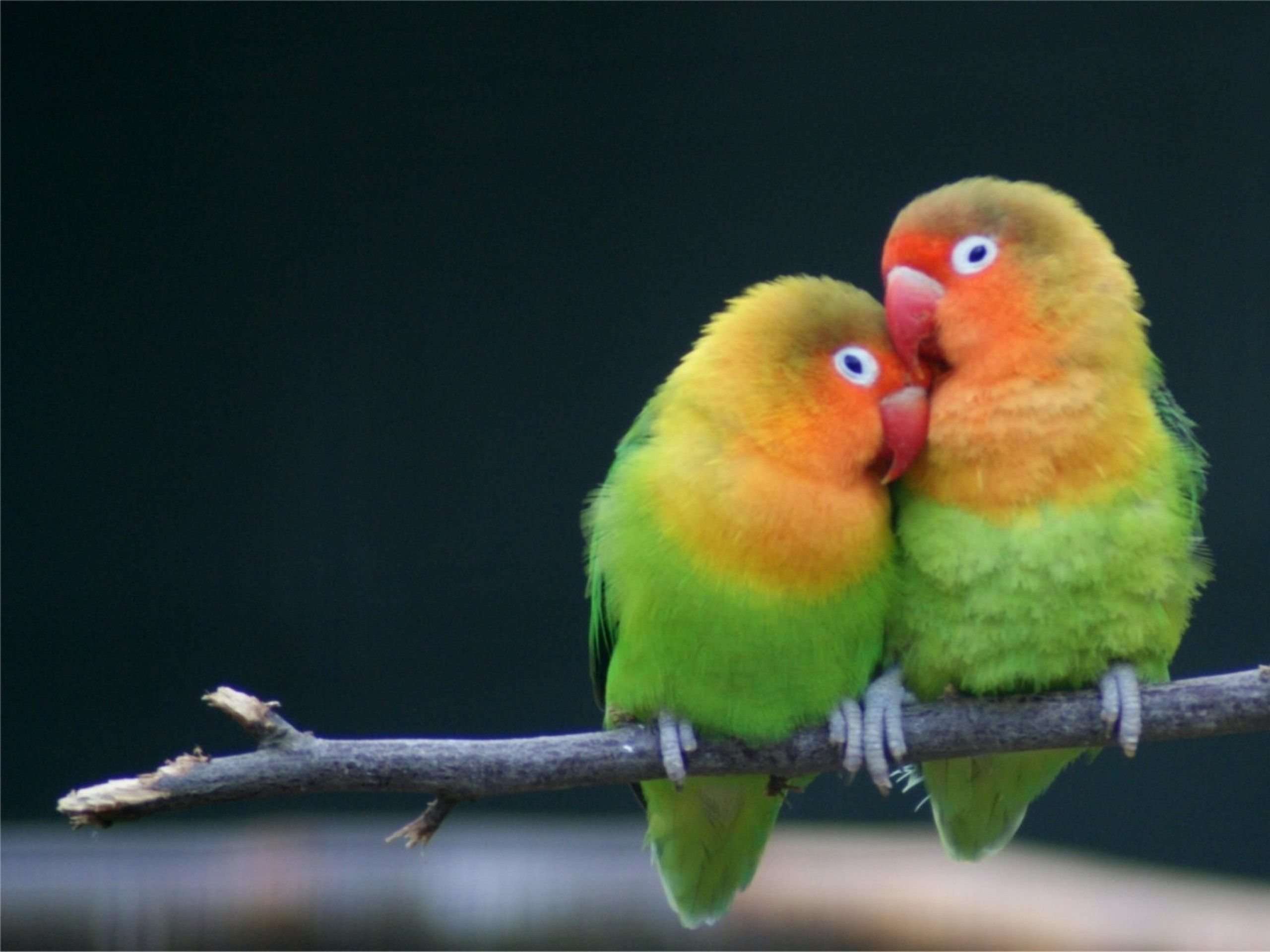 love: Love Birds Photo Download HD