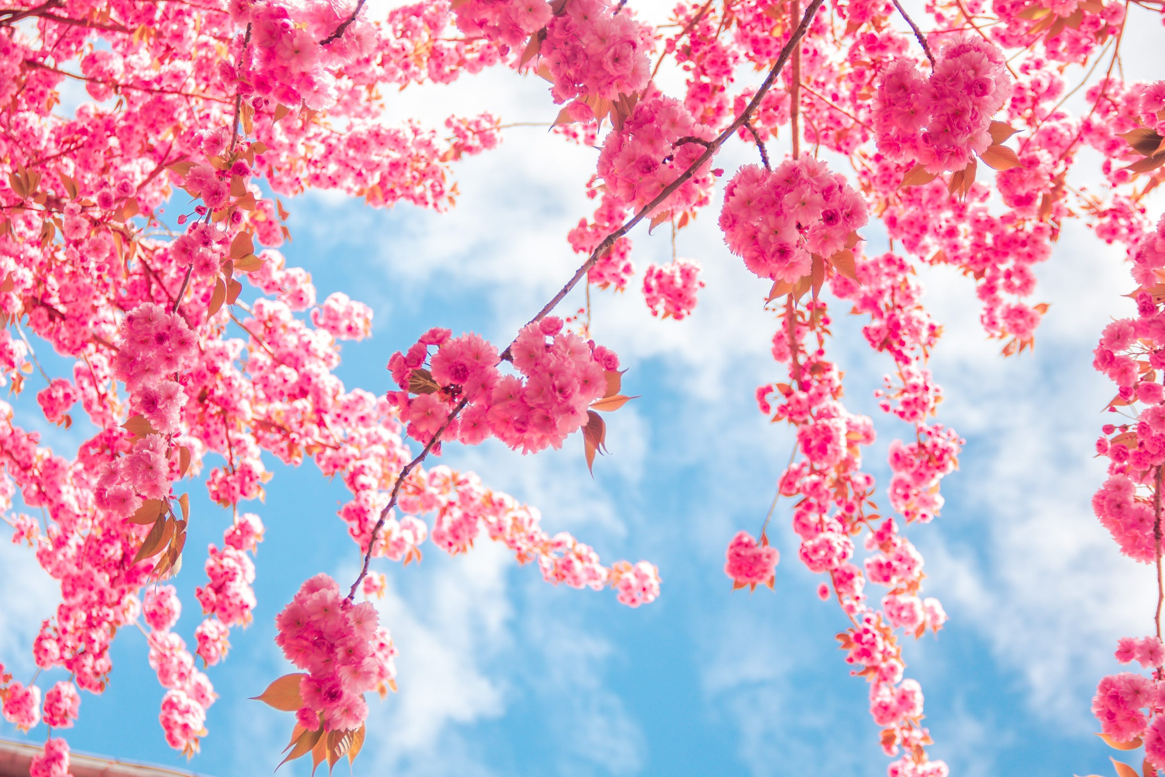 Free Download Wallpaper Of Pink Tree In 4k Resolution