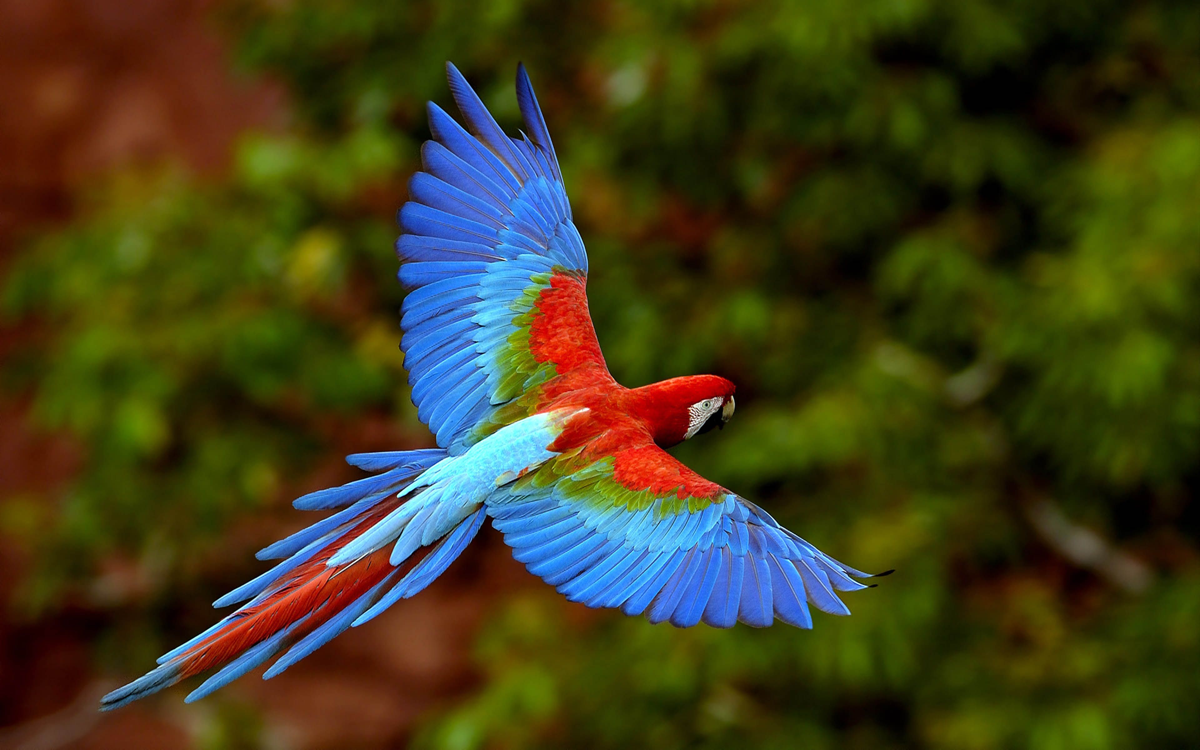 Bird In Flight Wings Macaws Long Tailed Parrots Colorful Birds 4k Ultra HD 1610 Desktop Background For Pc & Mac Laptop Tablet Mobile Phone, Wallpaper13.com