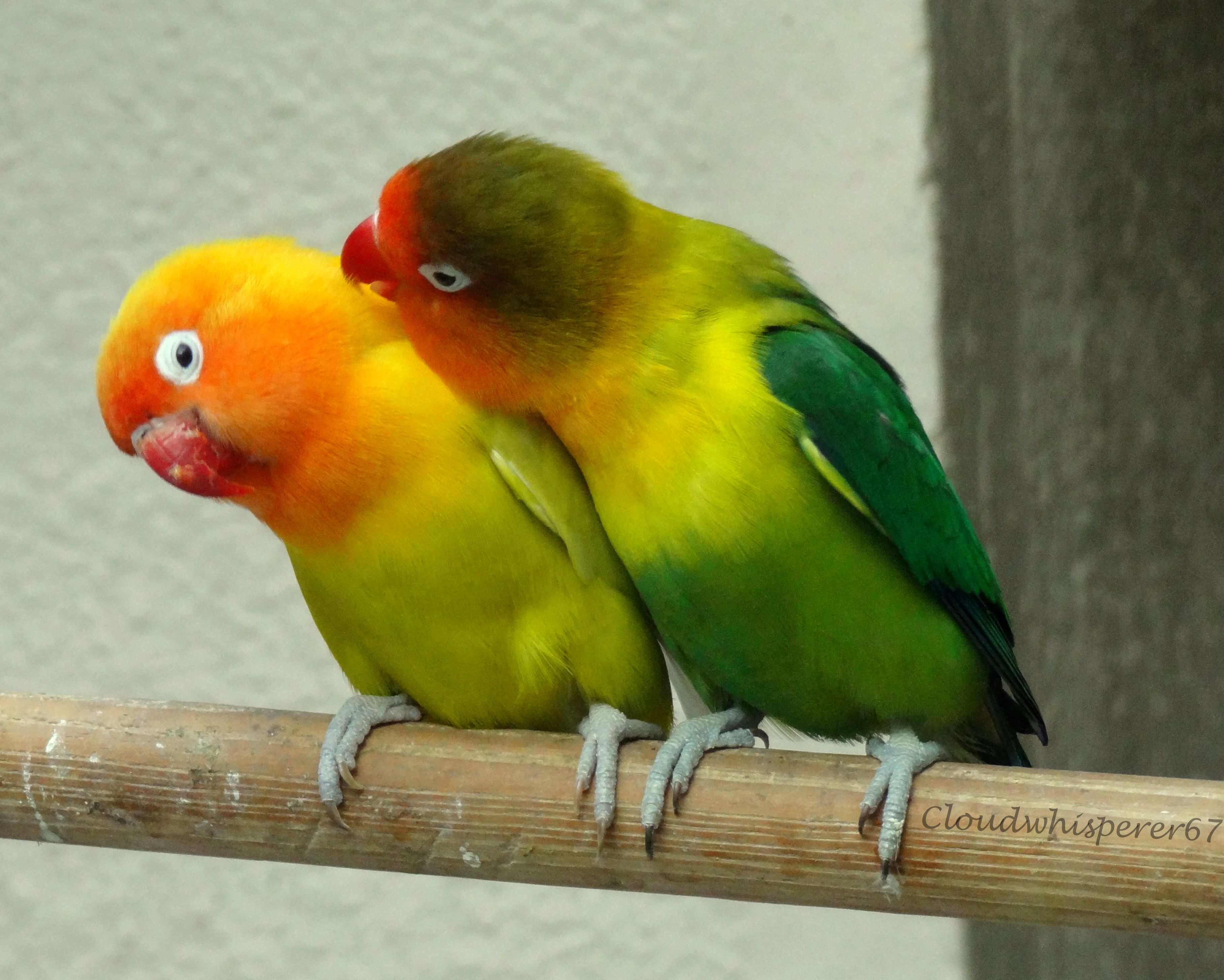 Beautiful Wallpaper Of Love Birds