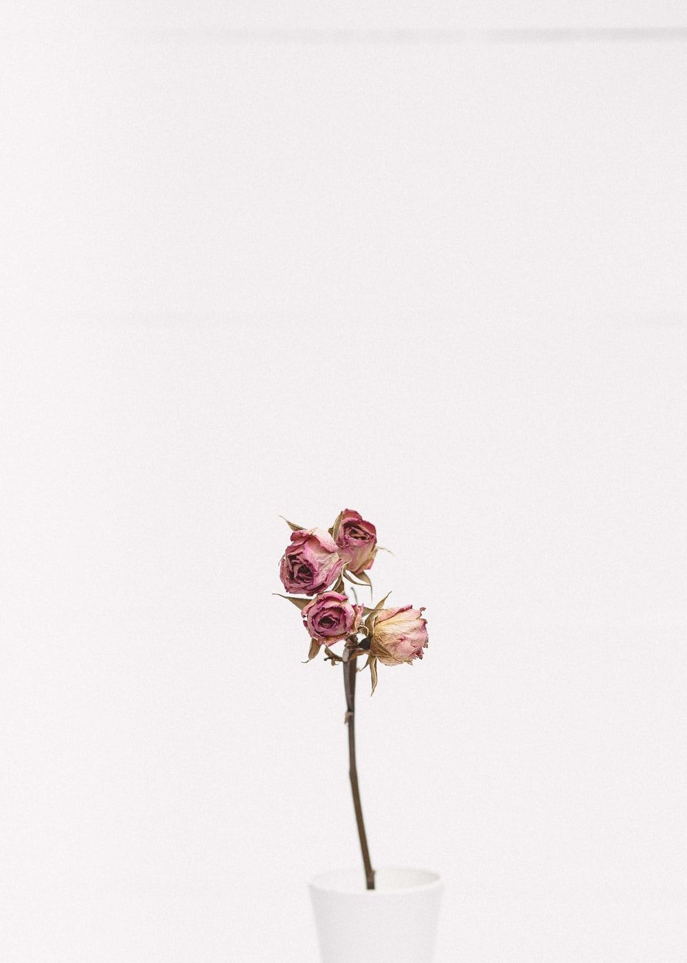 Dead Flower Picture [HD]. Download Free Image