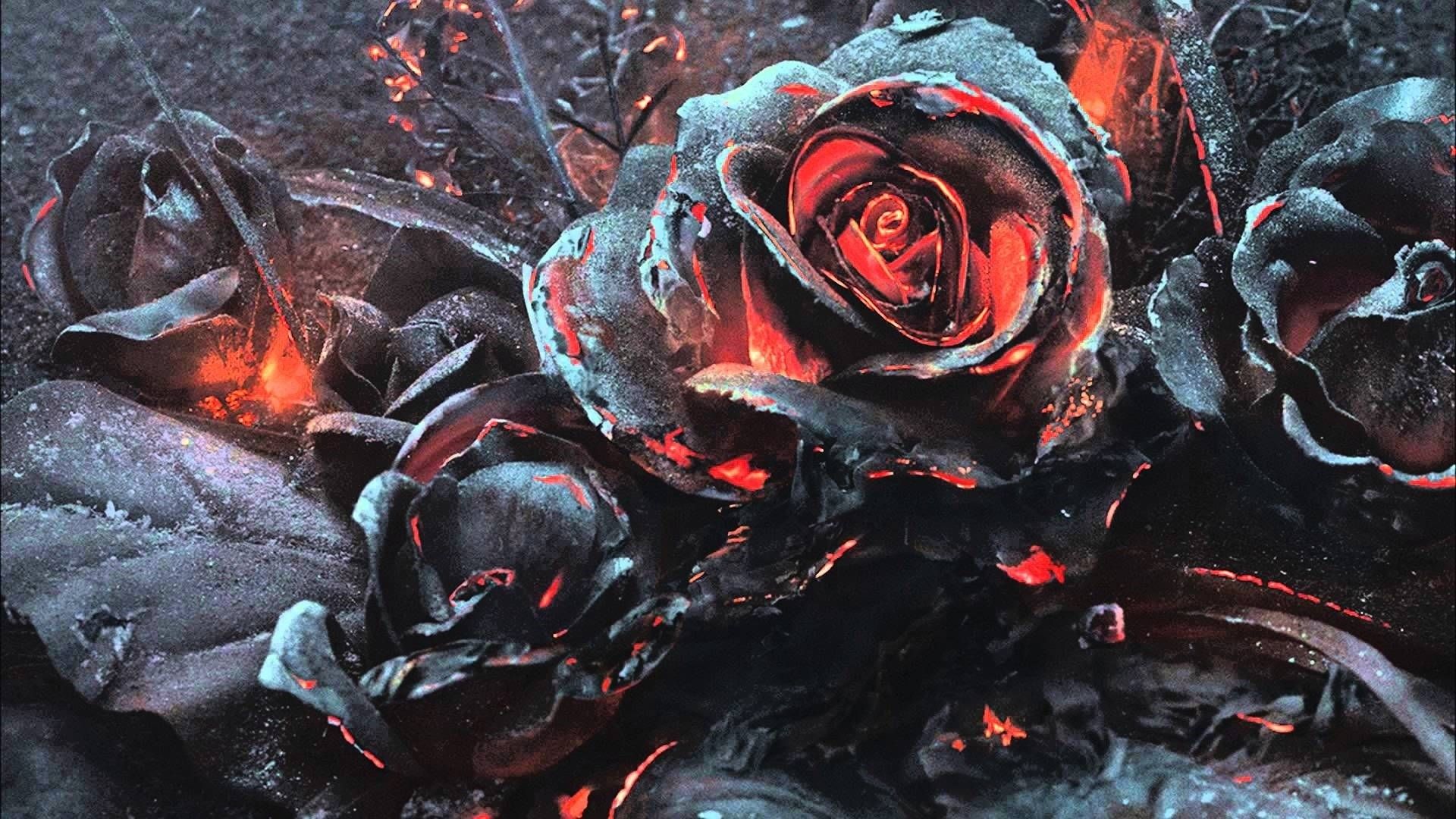 Dead Rose Wallpaper
