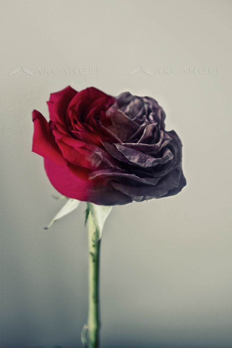 One Sided Love • KTH hand. Dead rose tattoo, Dying flowers, Flowers photography