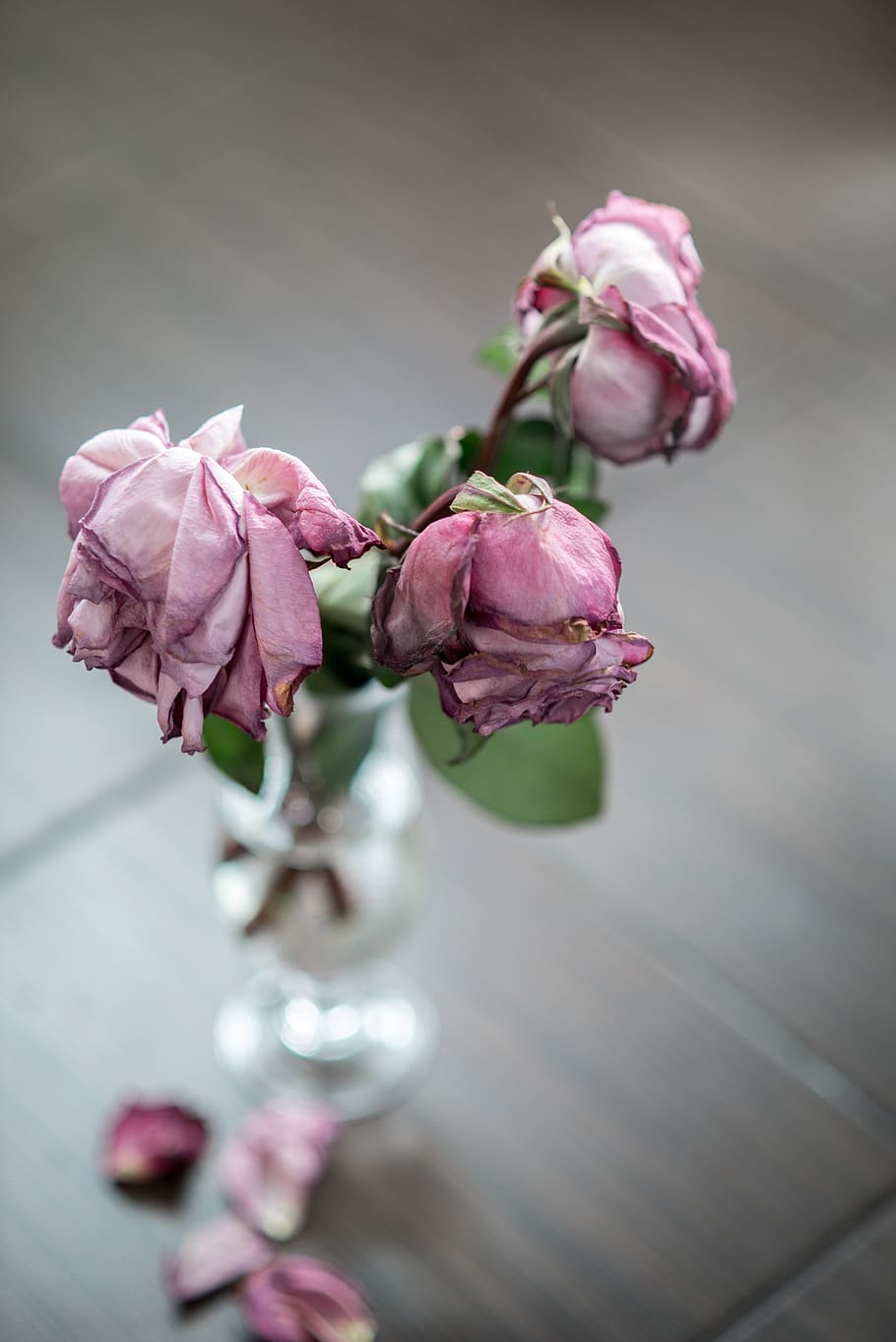 Rose, Vase, Dead, Dried Flowers, Petals, Pink, Sorrow, Pink Flower