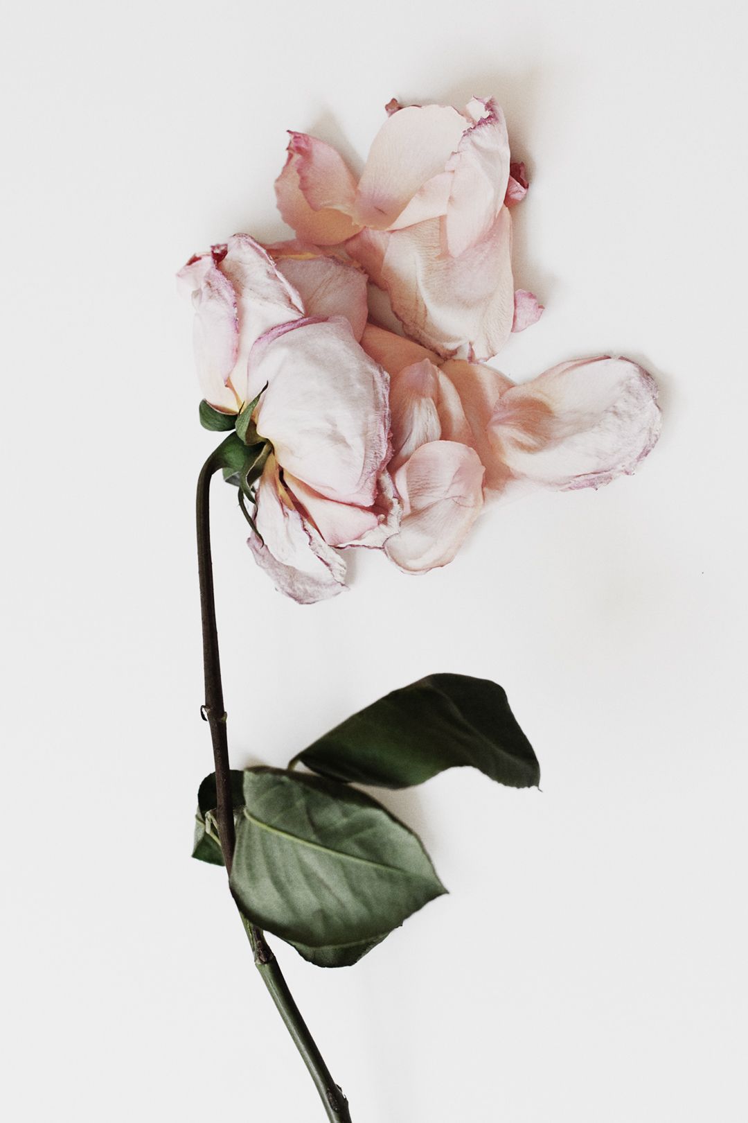 Dead rose i by tristan b. Flower aesthetic, Plant photography, Photohop editing