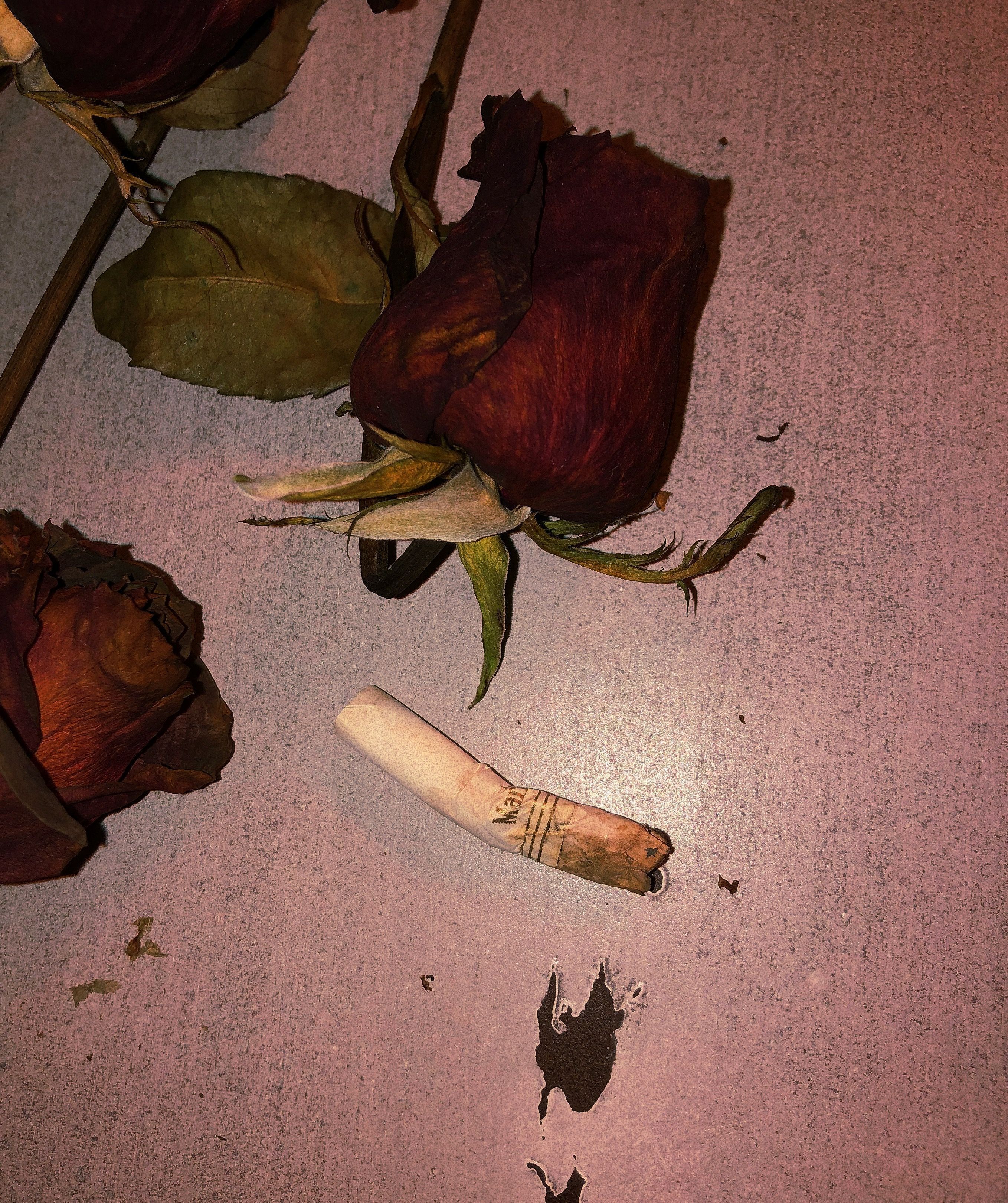 Dead Roses Aesthetic Wallpaper