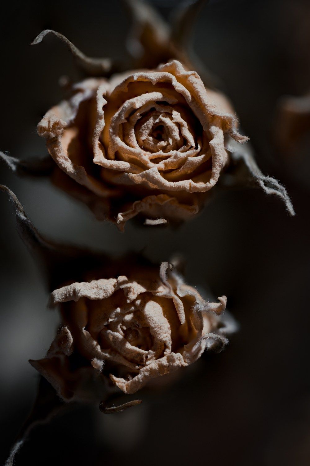 The Best 14 Photography Dead Flowers Image