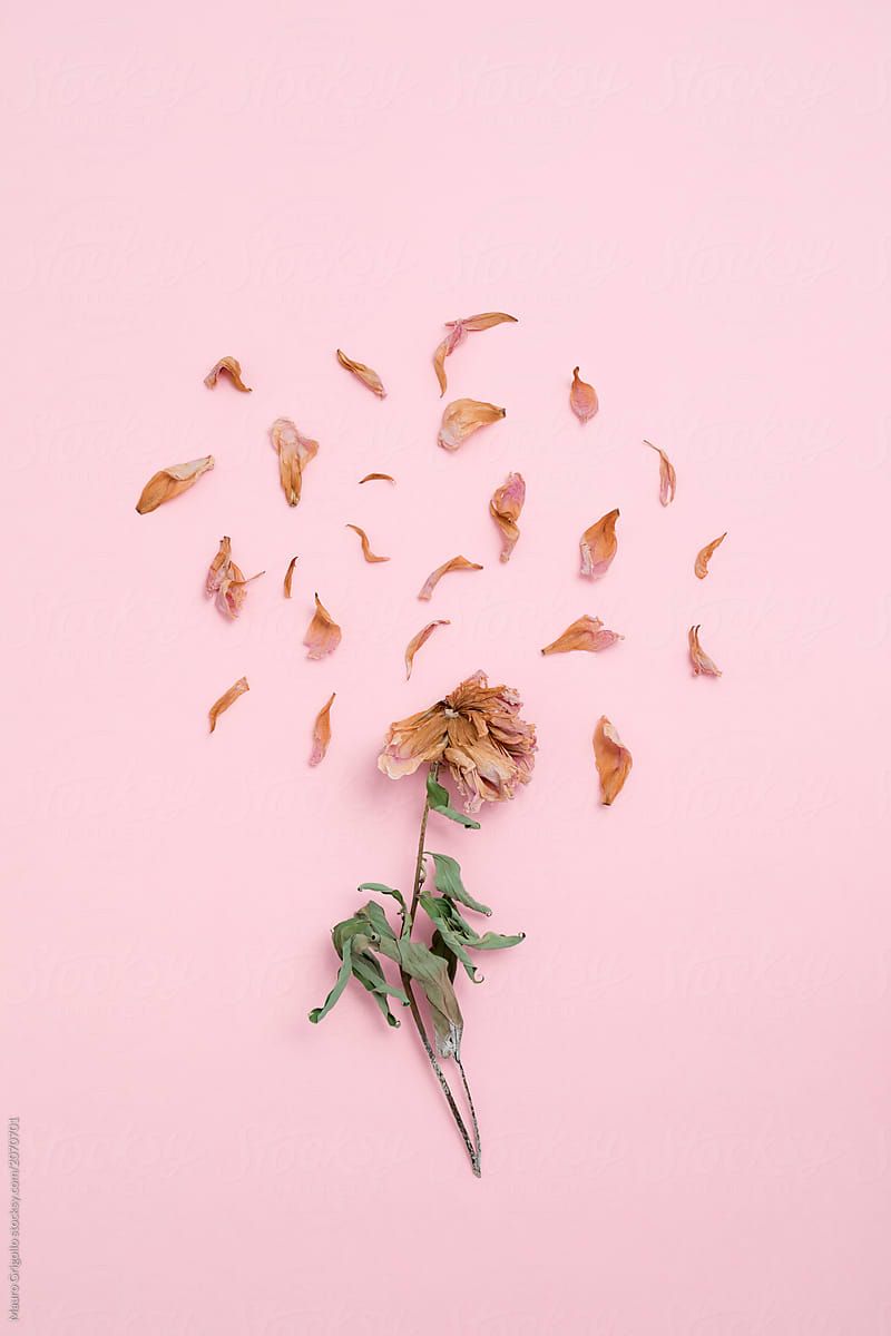 Dead Flower On Pink Background. Copy Space.