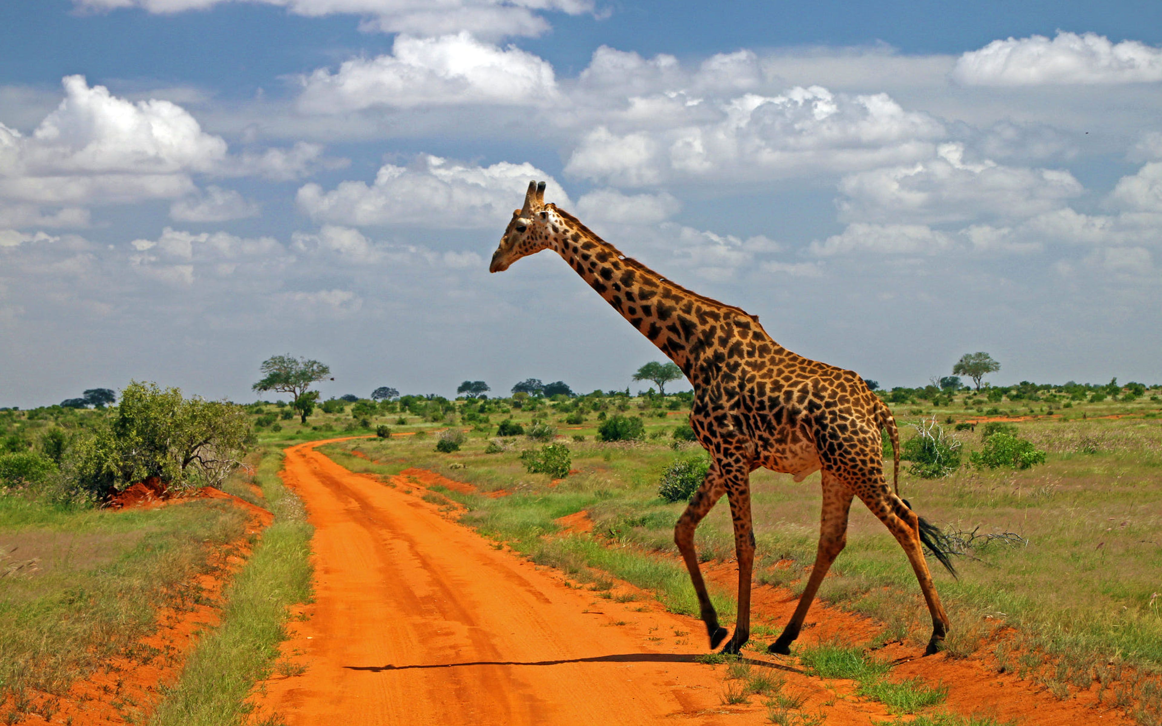 Giraffe Family Giraffidae The Tallest Living Land Animal And Largest Survivor Wild Animals From Africa 4k Ultra HD Wallpaper For Desktop Laptop, Wallpaper13.com
