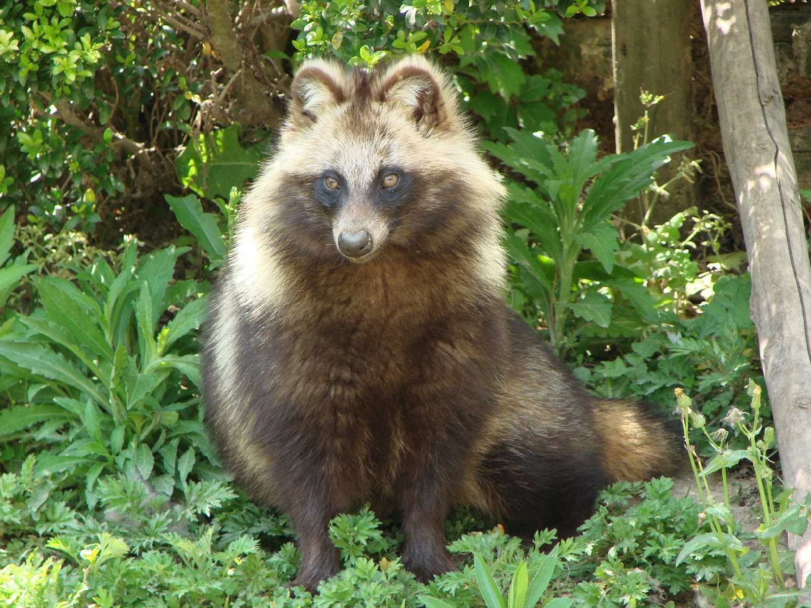 Primary inspiration for a tanuki mask design. The ears are so much closer on this one compared to other tanuki image