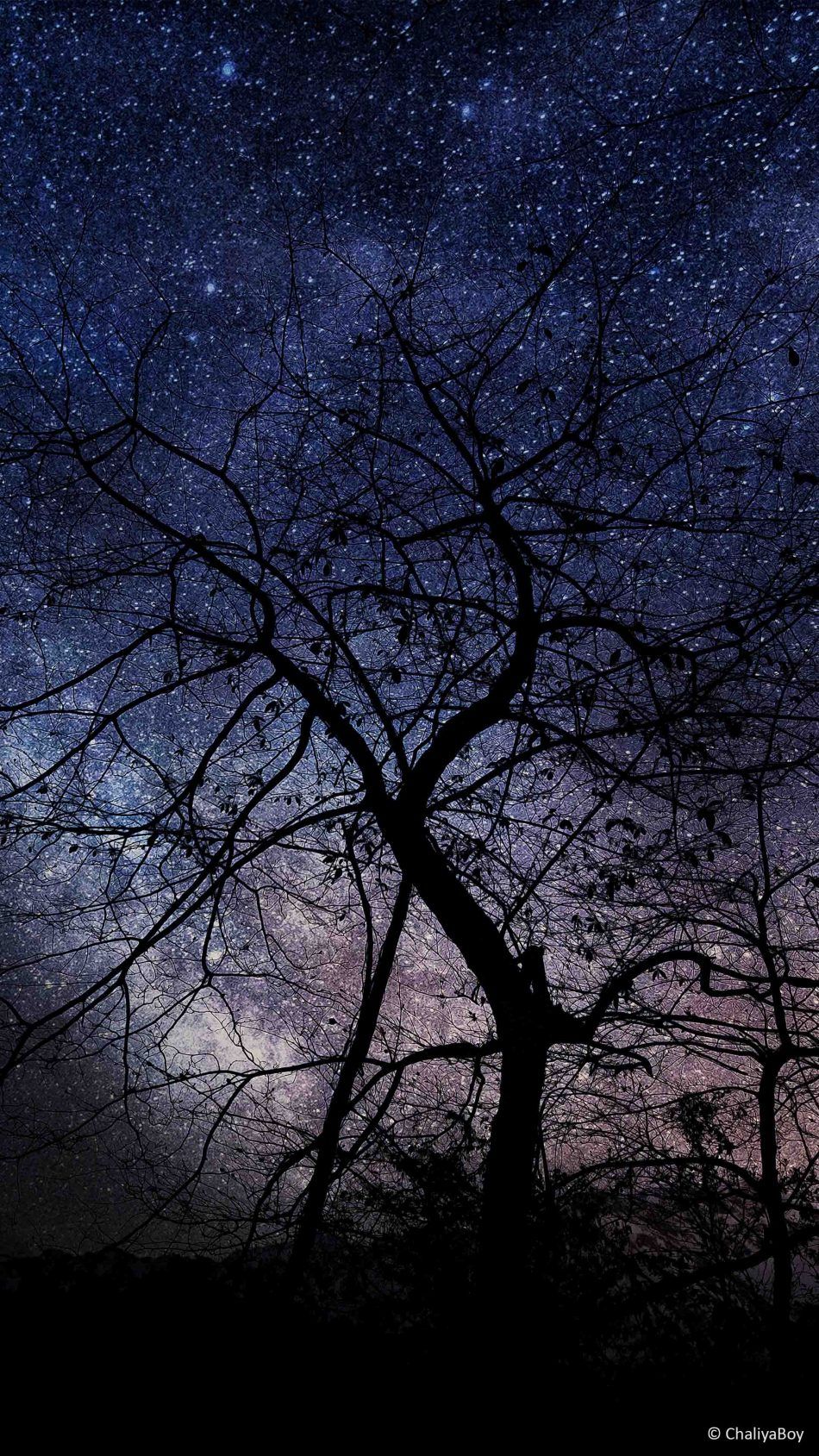 Night Tree Milky Way Photography 4K