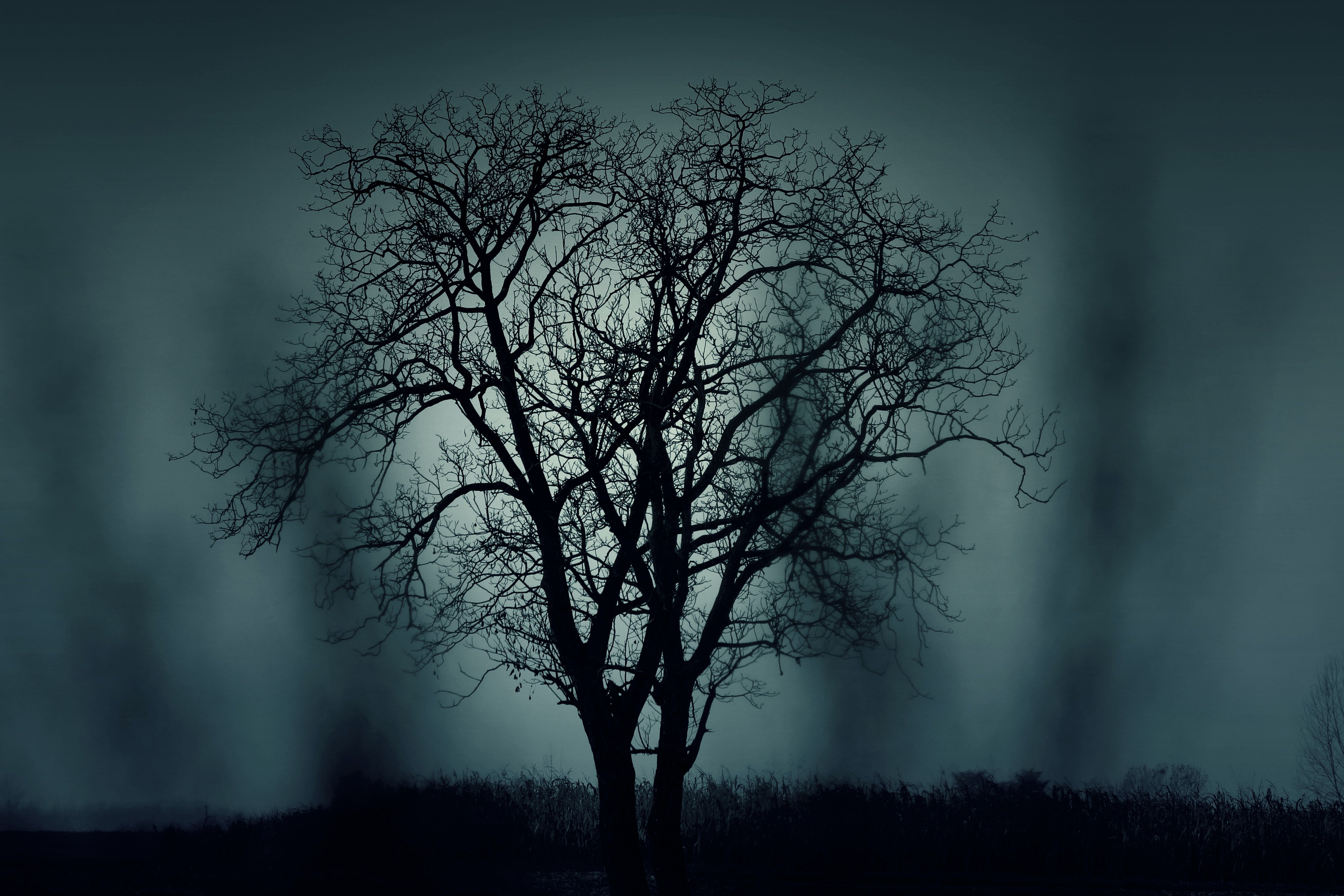Black Tree at Night Time · Free