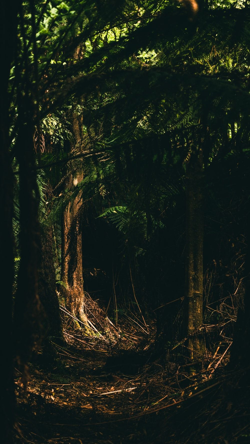 Dark Forest Picture [HD]. Download Free Image
