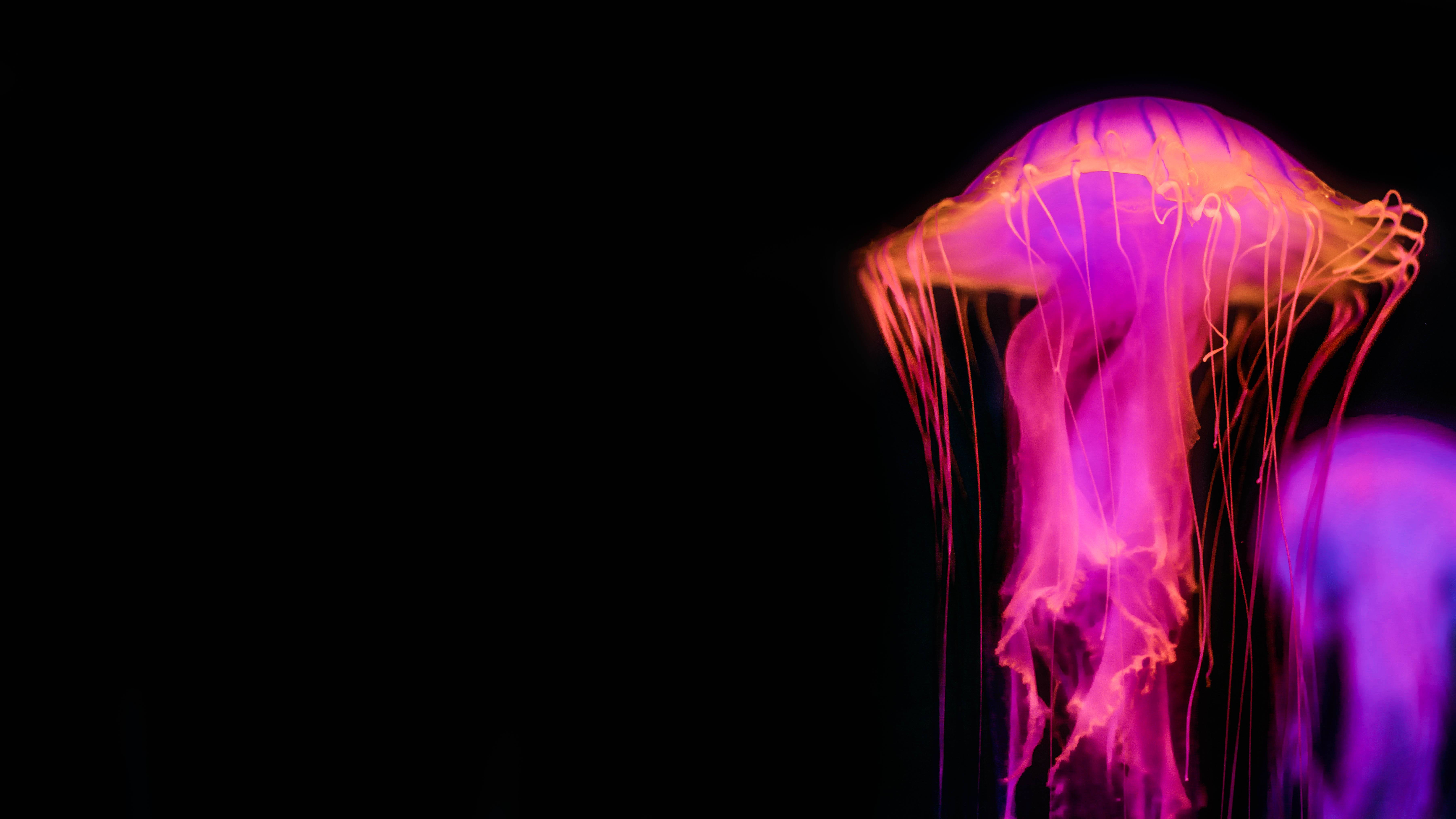 Неоновые медузы на черном фоне