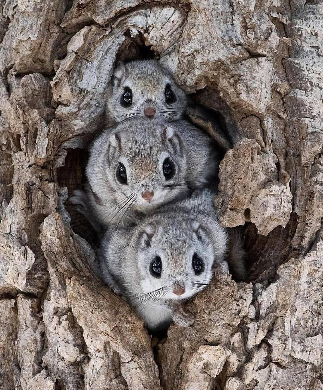 Here's a family of Japanese dwarf flying squirrels